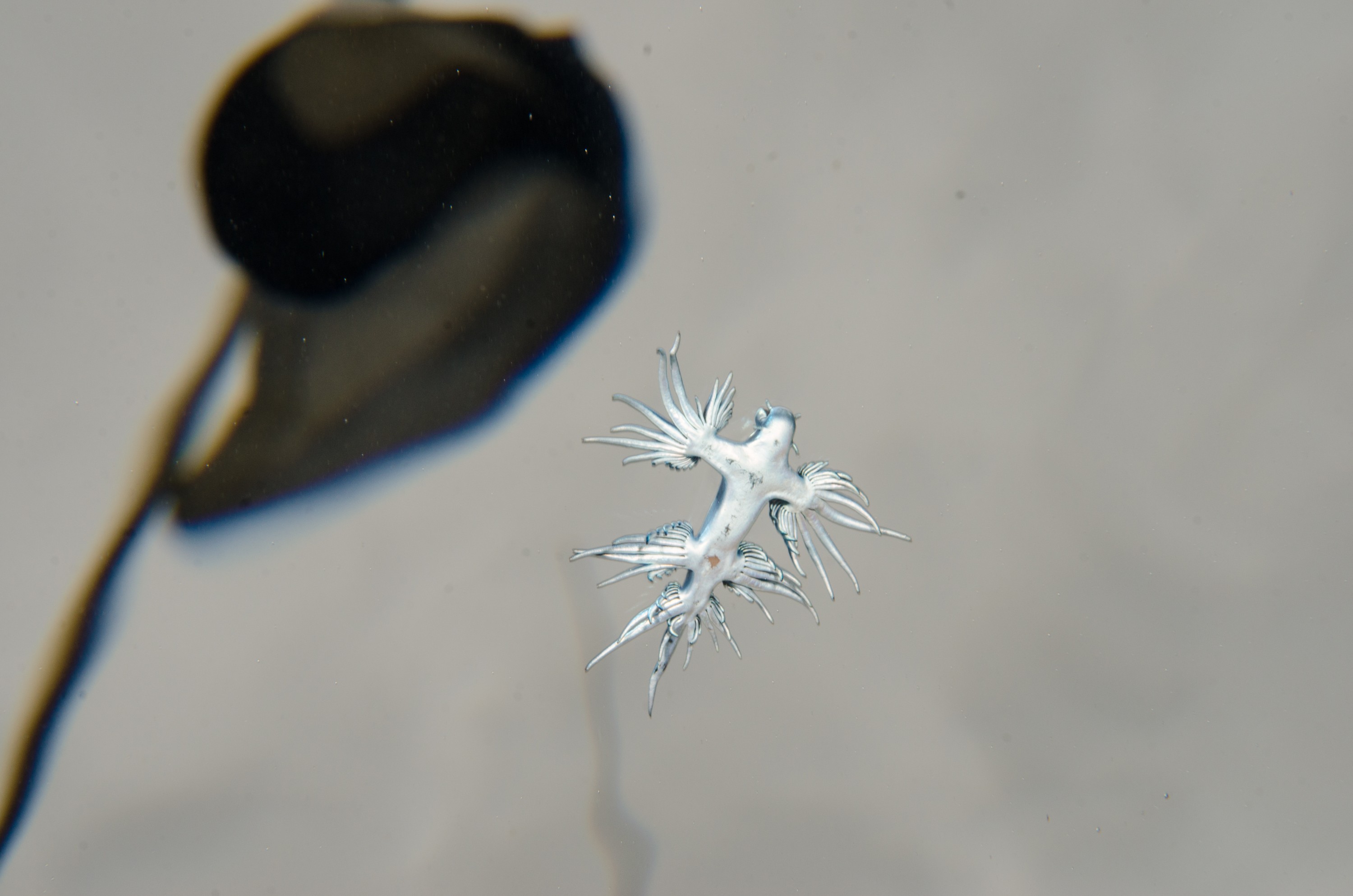 DSC_9591 – Underwater, Glaucus, atlanticus, Northland, nudibranch, blue, pokemon, pelagic, swallow, seaslug, sea slug, slug, sea, Crispin, marine, new zealand, zealand, new, nz,