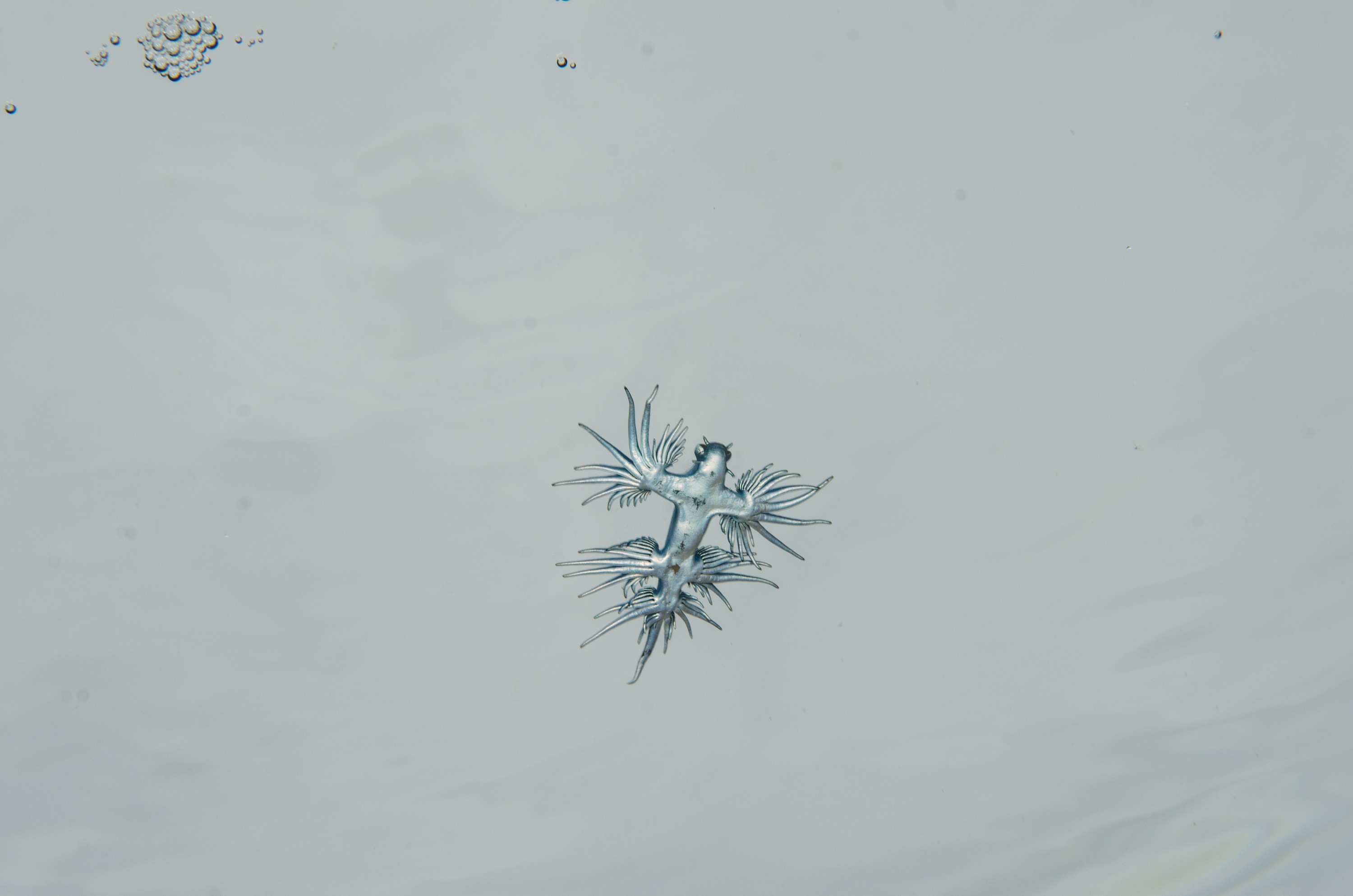 DSC_9619 – Underwater, Glaucus, atlanticus, Northland, nudibranch, blue, pokemon, pelagic, swallow, seaslug, sea slug, slug, sea, Crispin, marine, new zealand, zealand, new, nz,