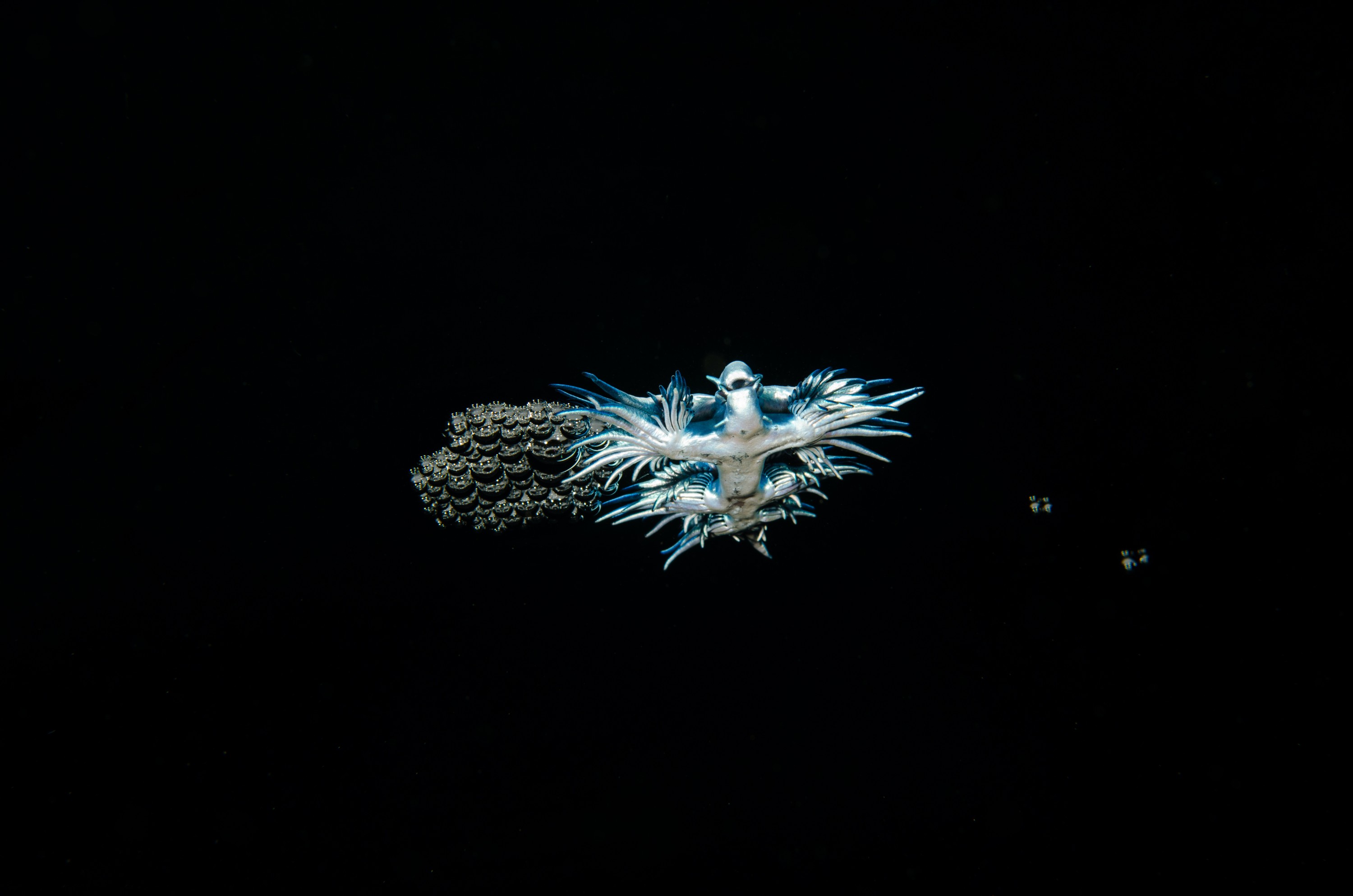 DSC_9631 – Underwater, Glaucus, atlanticus, Northland, nudibranch, blue, pokemon, pelagic, swallow, seaslug, sea slug, slug, sea, Crispin, marine, new zealand, zealand, new, nz,