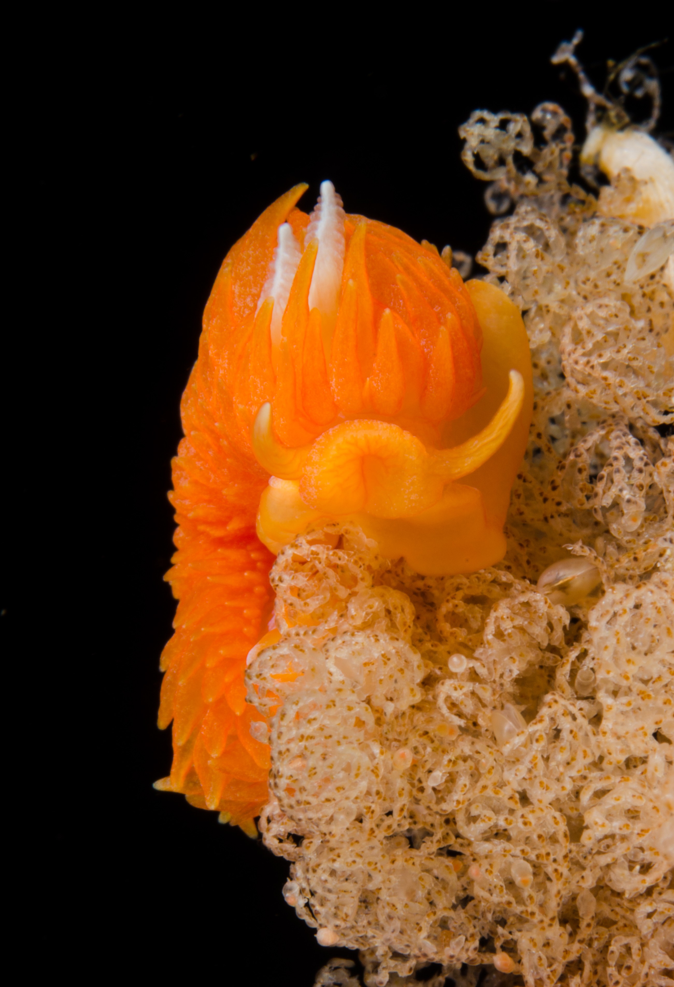 DSC_9645 – Janolus ignis, Poor, crispin, fire, knights, marine, new, northland, nudibranch, nz, reserve, sea, seaslug, zealand, JAN17