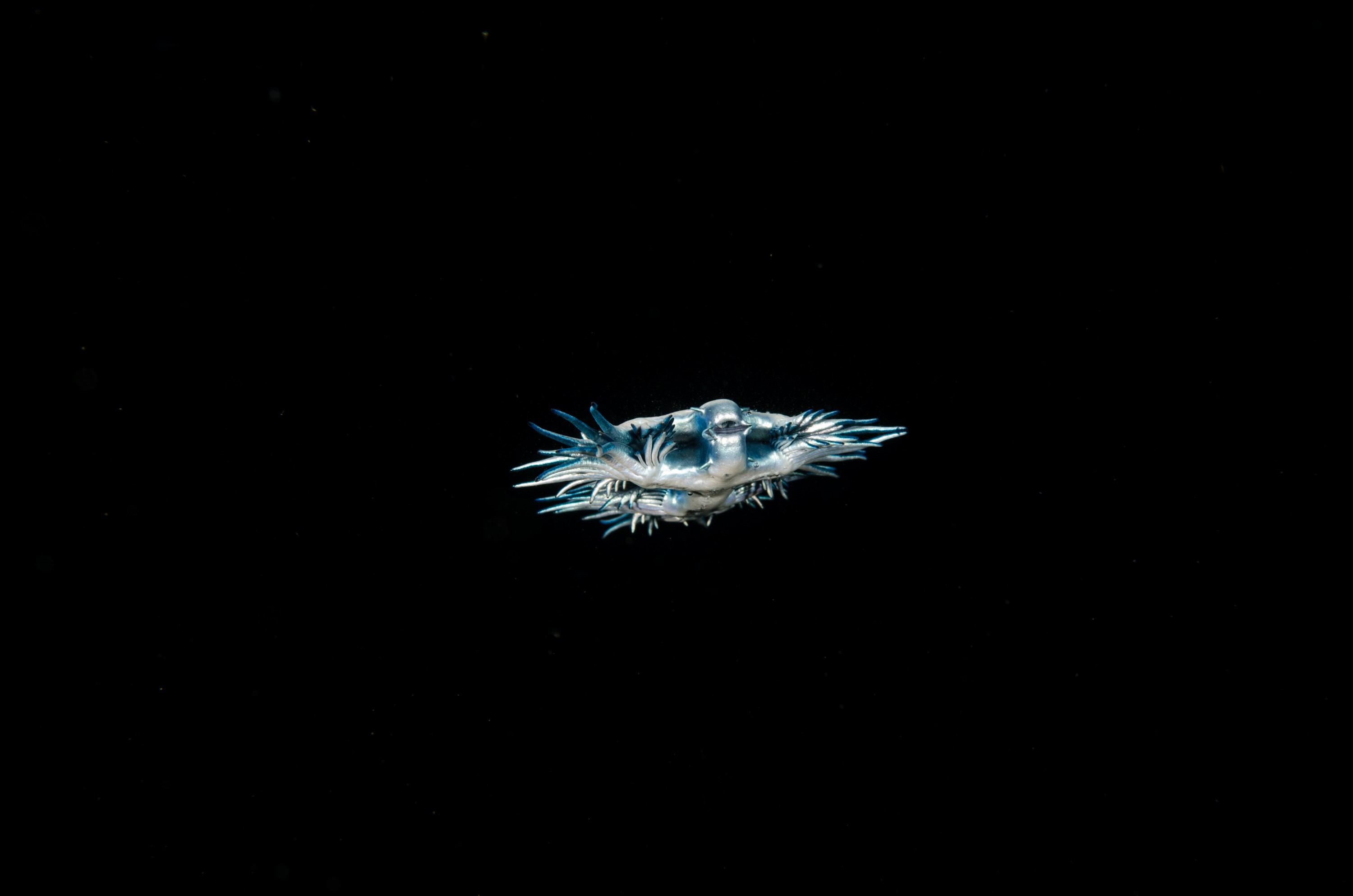 DSC_9651 – Underwater, Glaucus, atlanticus, Northland, nudibranch, blue, pokemon, pelagic, swallow, seaslug, sea slug, slug, sea, Crispin, marine, new zealand, zealand, new, nz,