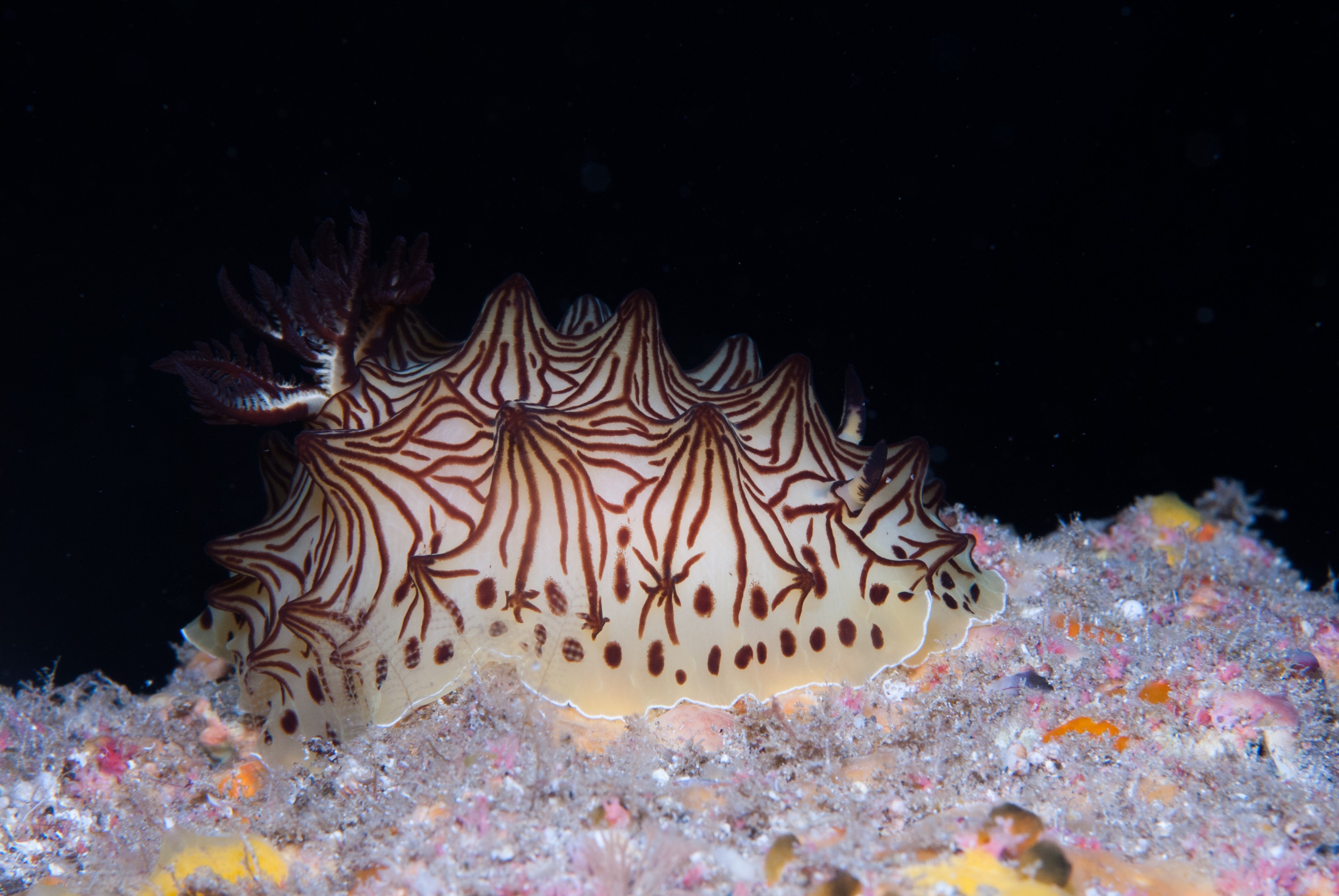 _JFG3414 – kermadec, islands, kermadecs, dive, images, remote, doc, sub tropical, subtropical, sub-tropical, marine, reserve, expedition, lust for rust, mesley, crispin, nz, new, zealand, new zealand, crispin, Kermadecs 13, Halgerda, Nudibranch, Unknown,