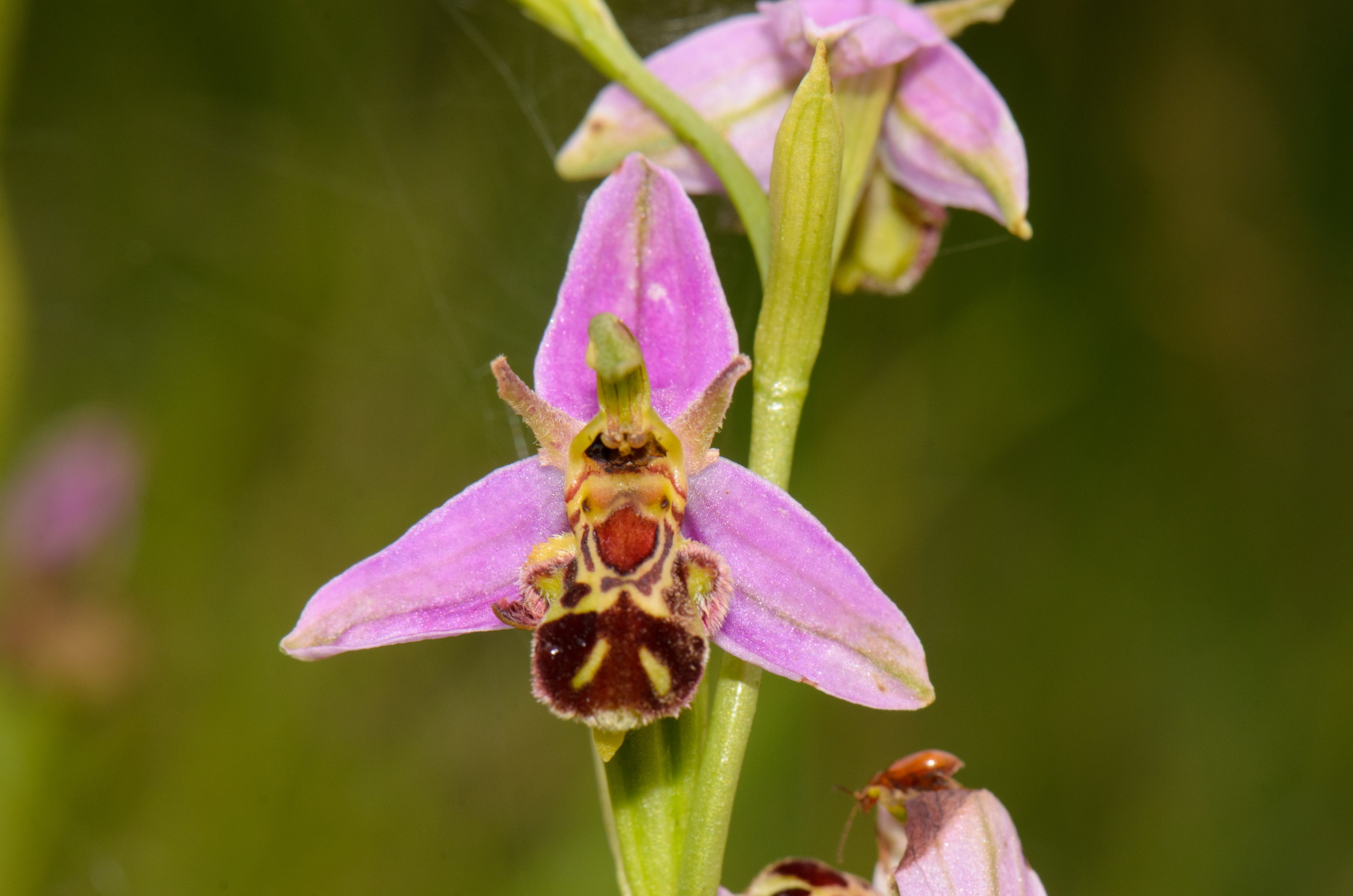 DSC_3798 – Ophrys, UK16, Derbyshire, apifera, bee, crispin, england, orchid, sheffield, uk