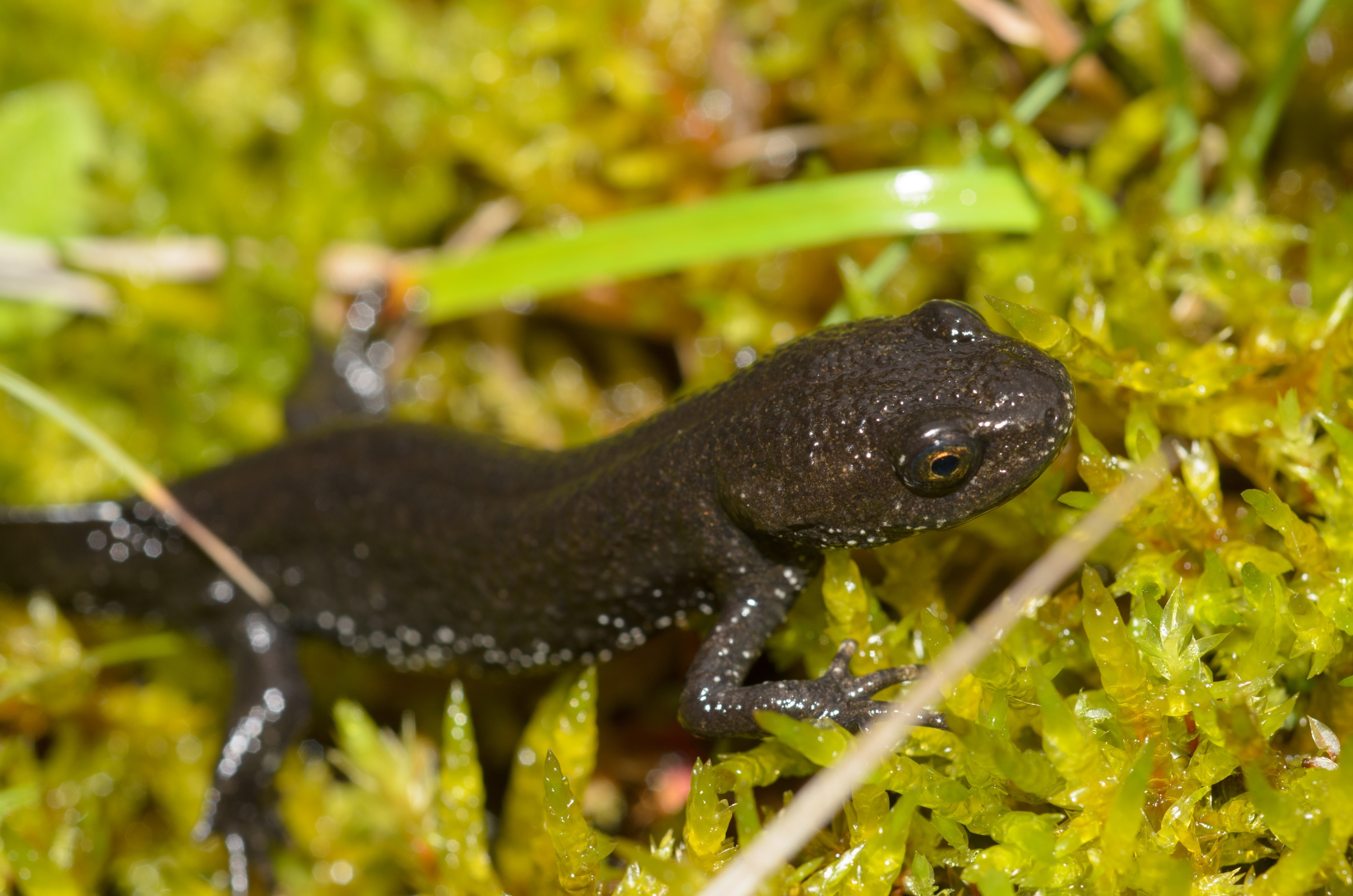 DSC_4057 – Newt, Triturus, UK16, Yorkshire, crested, crispin, cristatus, england, great, sheffield, uk