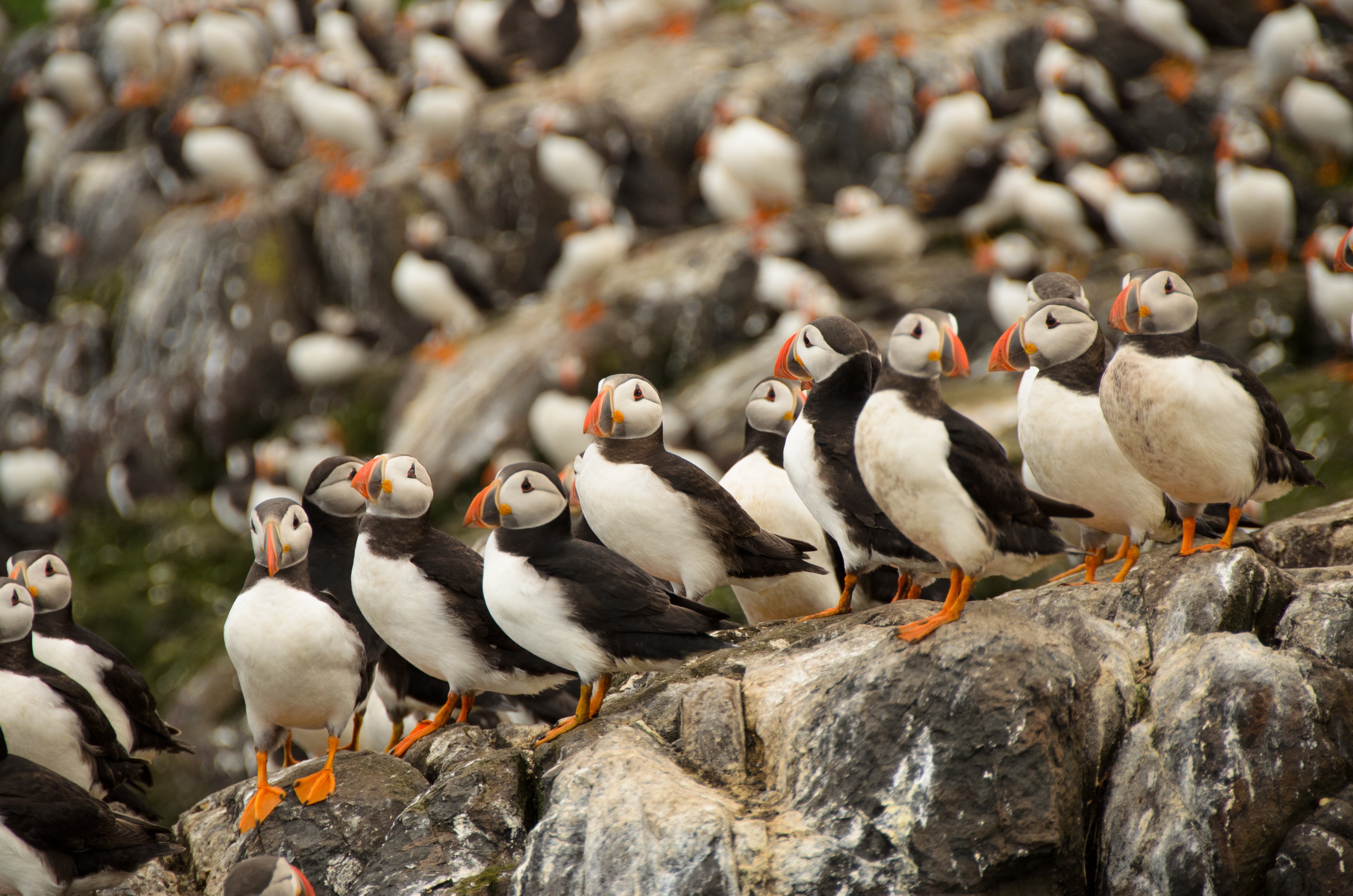 DSC_4344 – England, Farne, Islands, Northumberland, Puffins, UK, UK16, crispin