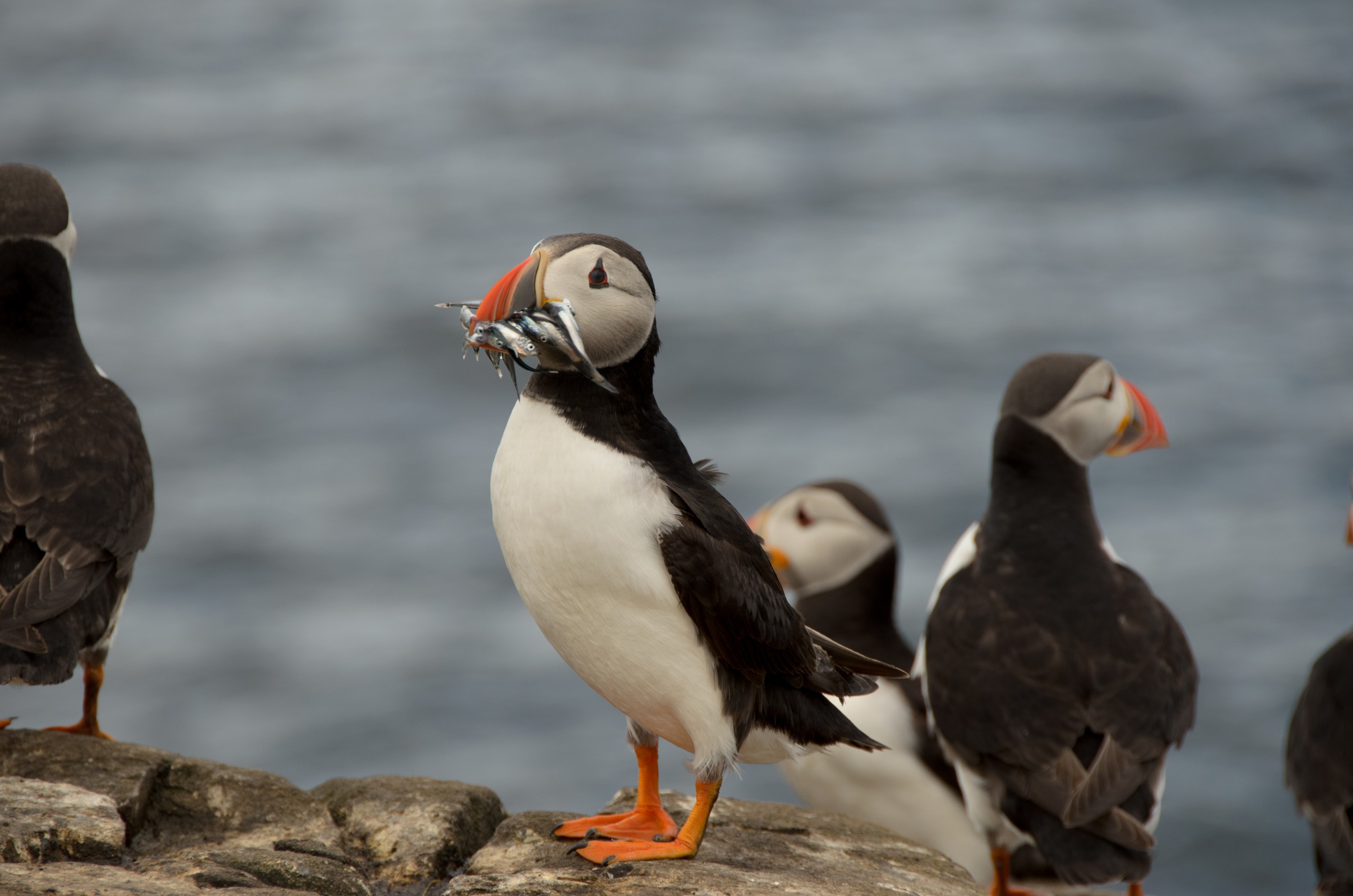 DSC_4373 – England, Farne, Islands, Northumberland, Puffins, UK, UK16, crispin