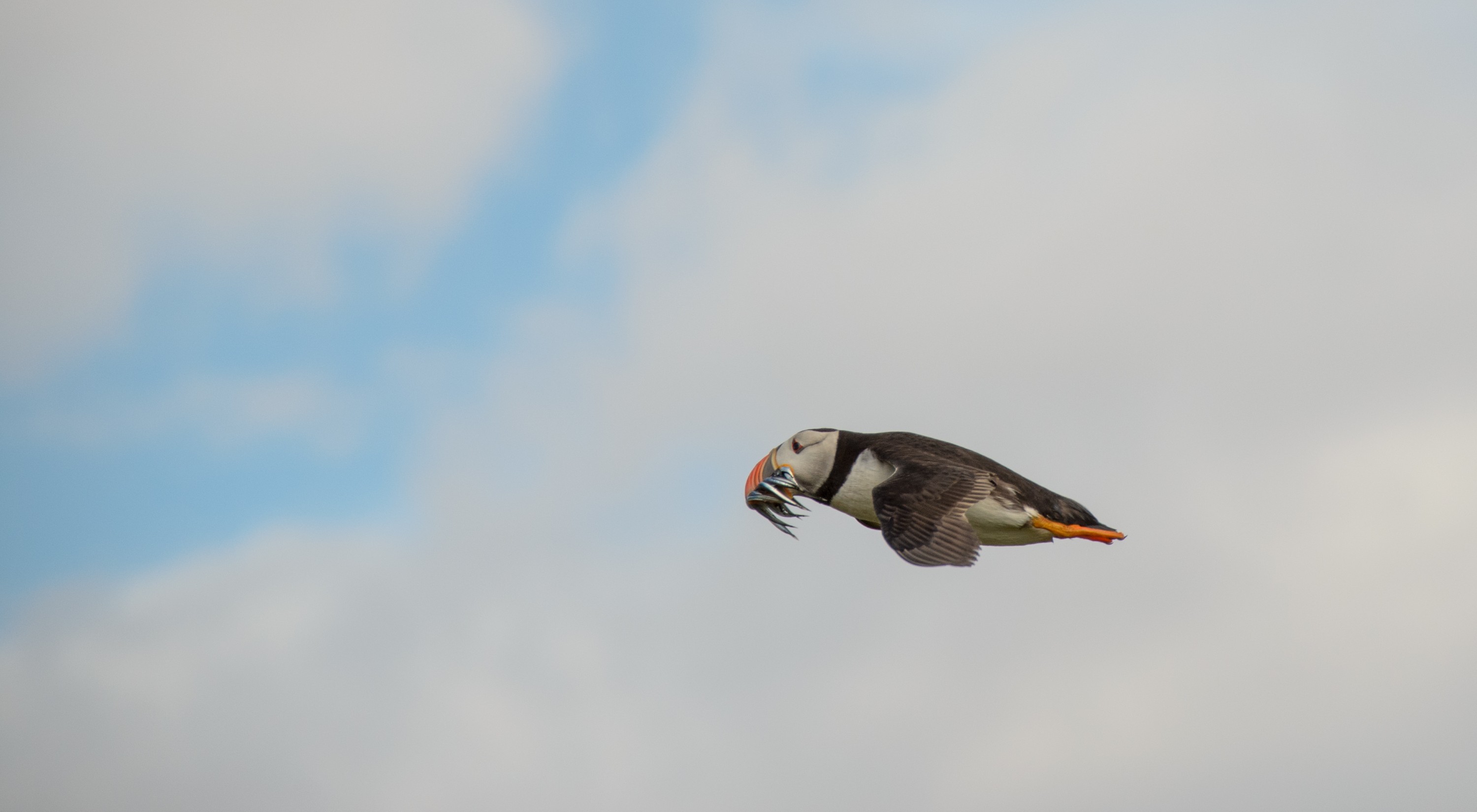 DSC_4610 – England, Farne, Islands, Northumberland, Puffins, UK, UK16, crispin