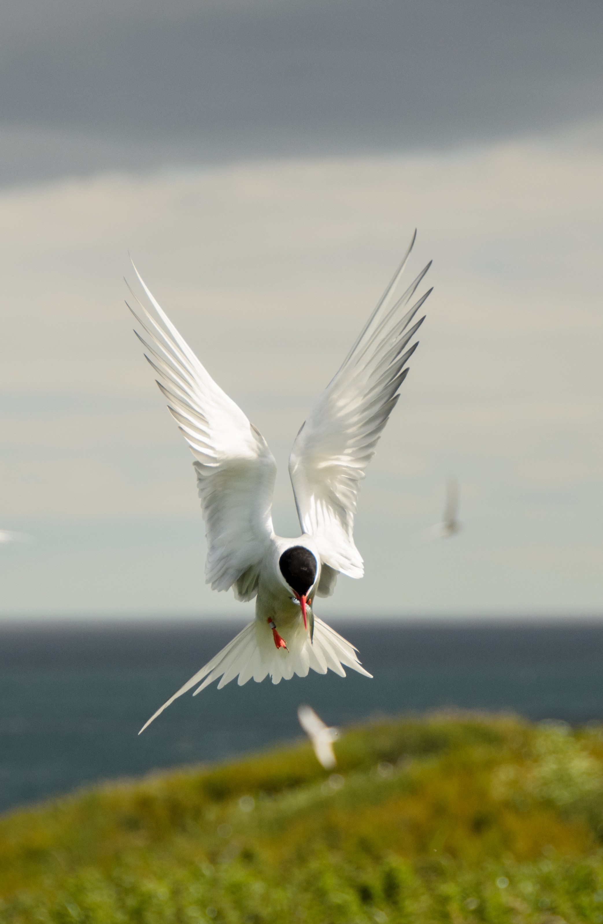 DSC_5836-2 – Arctic, England, Farne, Islands, Northumberland, Tern, UK, UK16, crispin