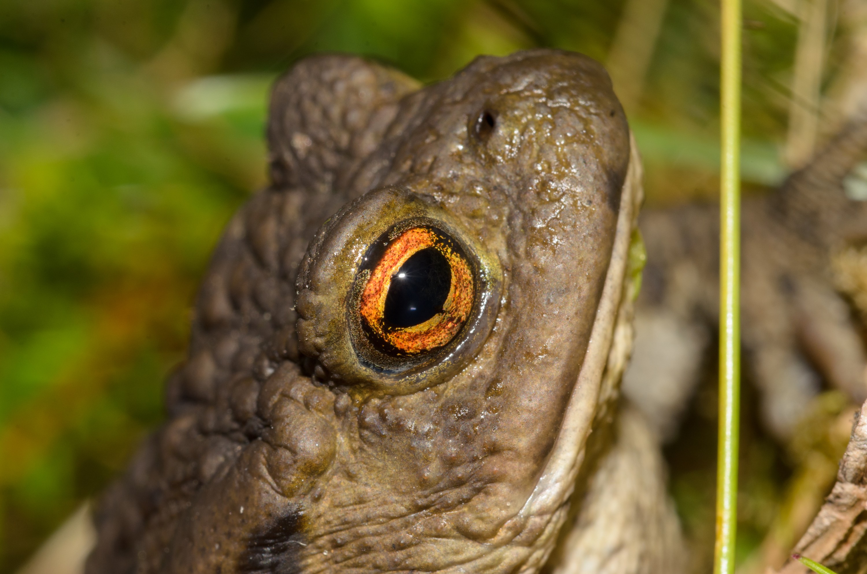 DSC_5963 – England, UK, UK16, Yorkshire, bufo, common, crispin, toad