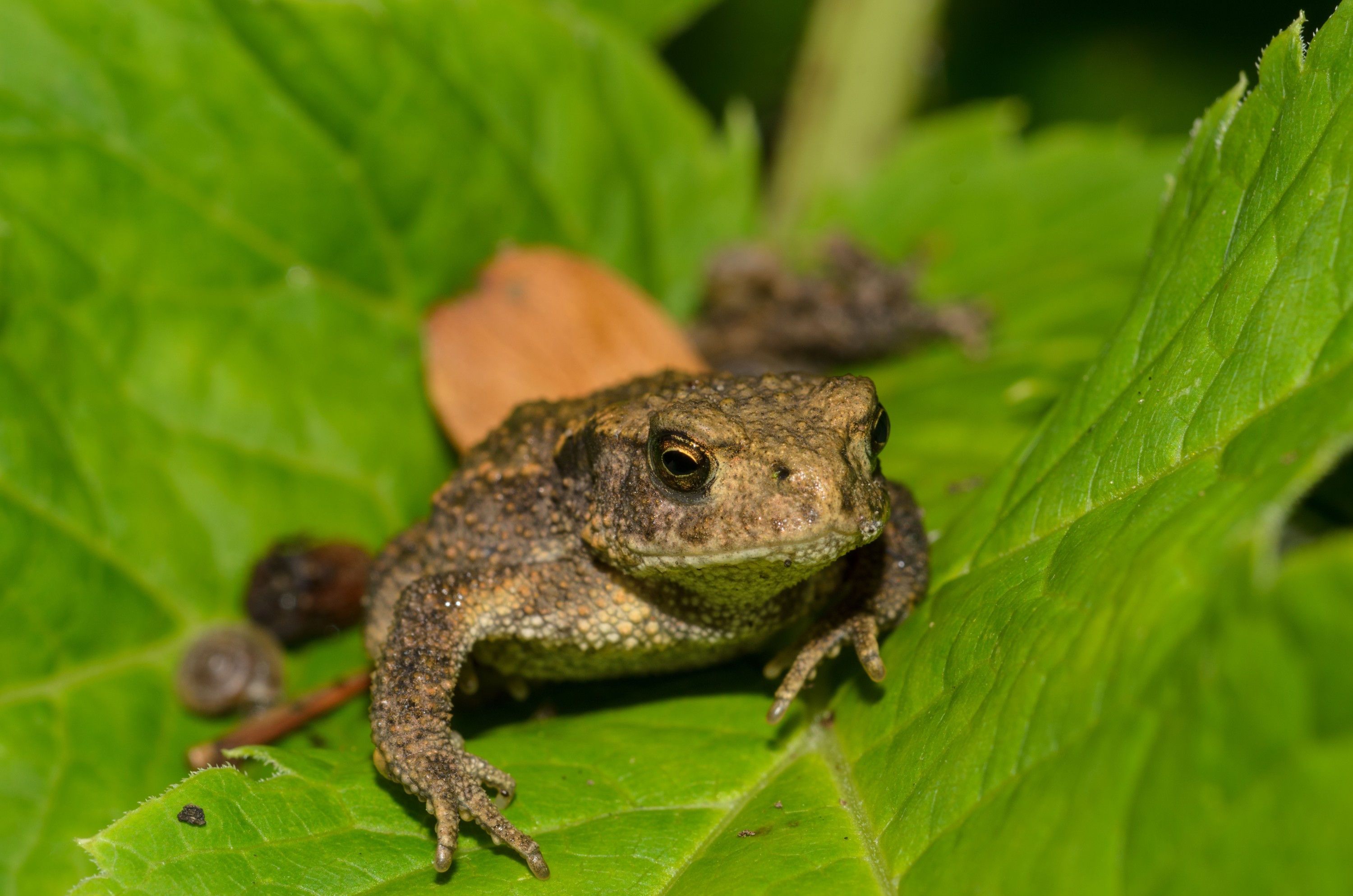 DSC_6343 – Dutch, England, Holland, UK, UK16, crispin, toad