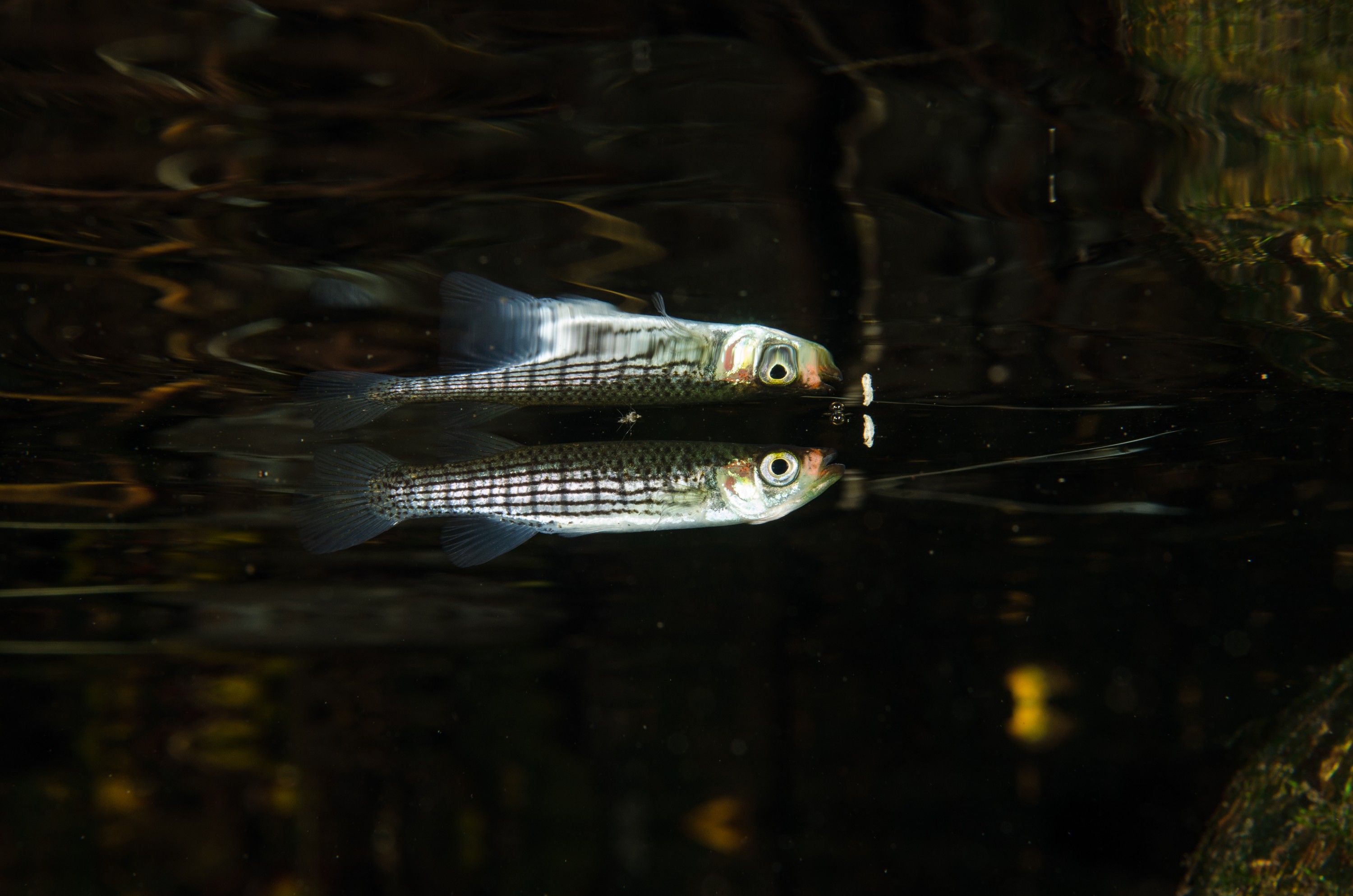 DSC_1518 – Unknown, fish, Ginny, Spring, Florida, river, stream, Crispin, USA, Florida,