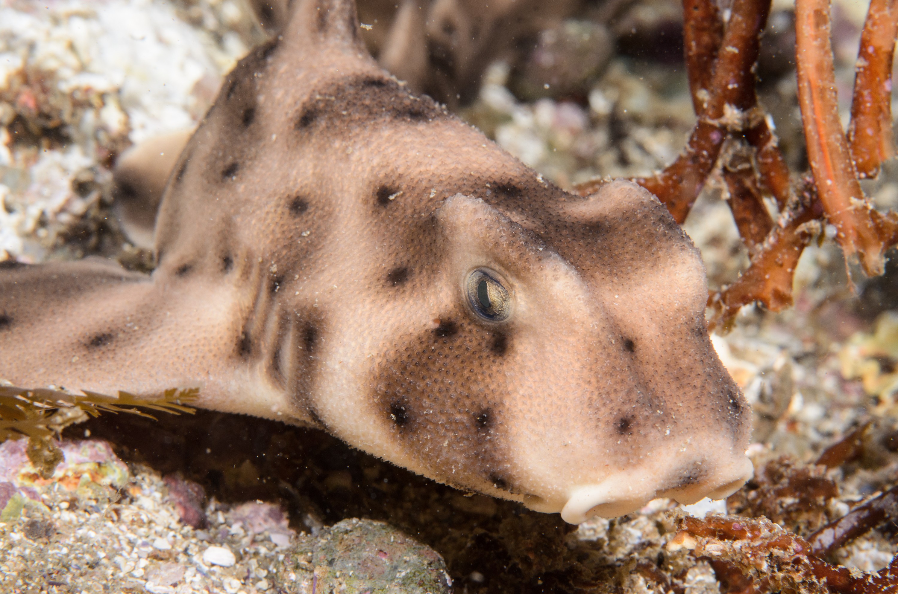 DSC_9293 – 2016, America, Channel, Crispin, Heterodontus, Horn, Islands, September, Shark, U.S.A., USA, california, francisci, seacology, seacologynz.com