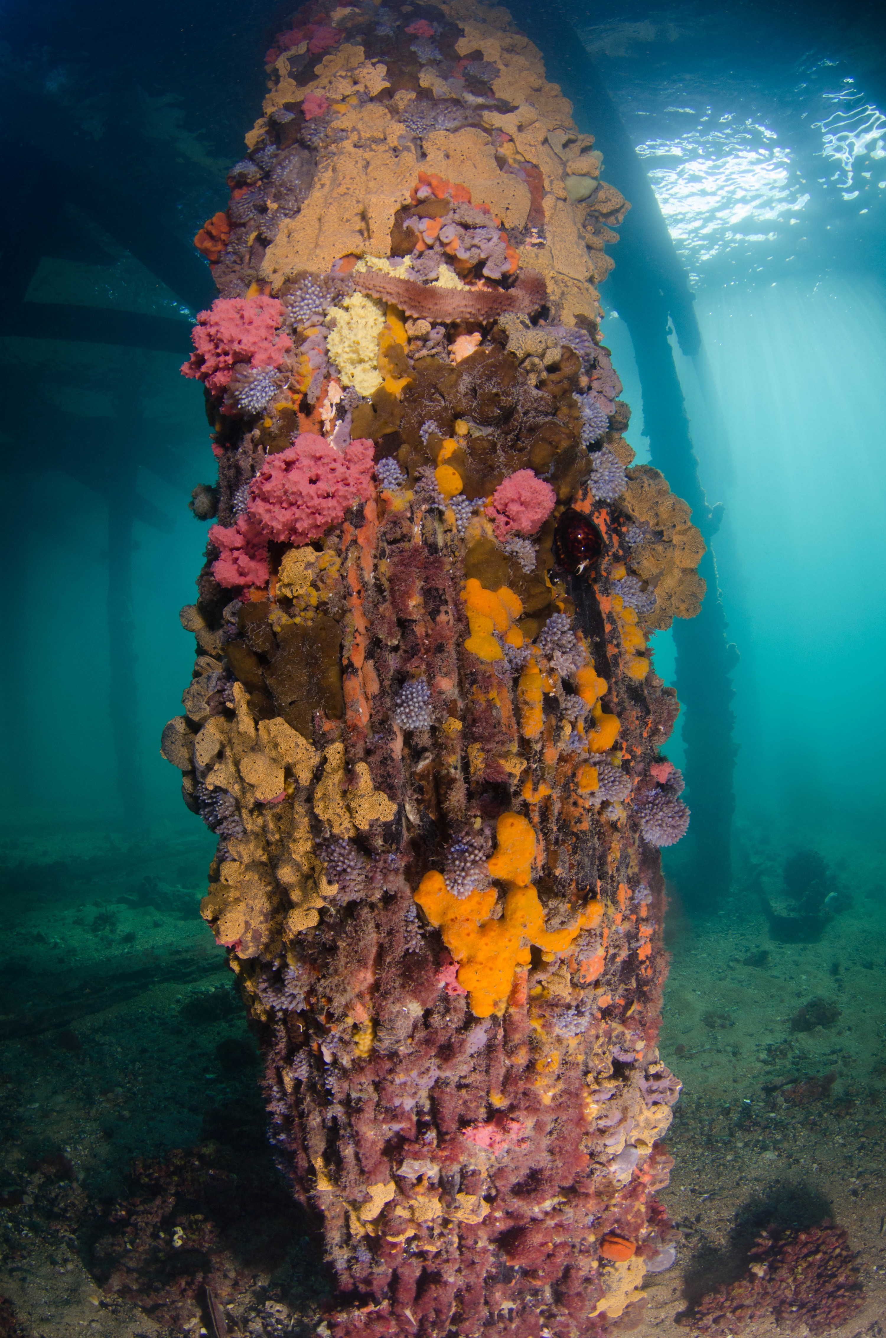 DSC_5984 – 2017, Adelaide, Edithburgh, South Australia, encrusting, fouling, july, seacology, structure, temperate, wharf, winter