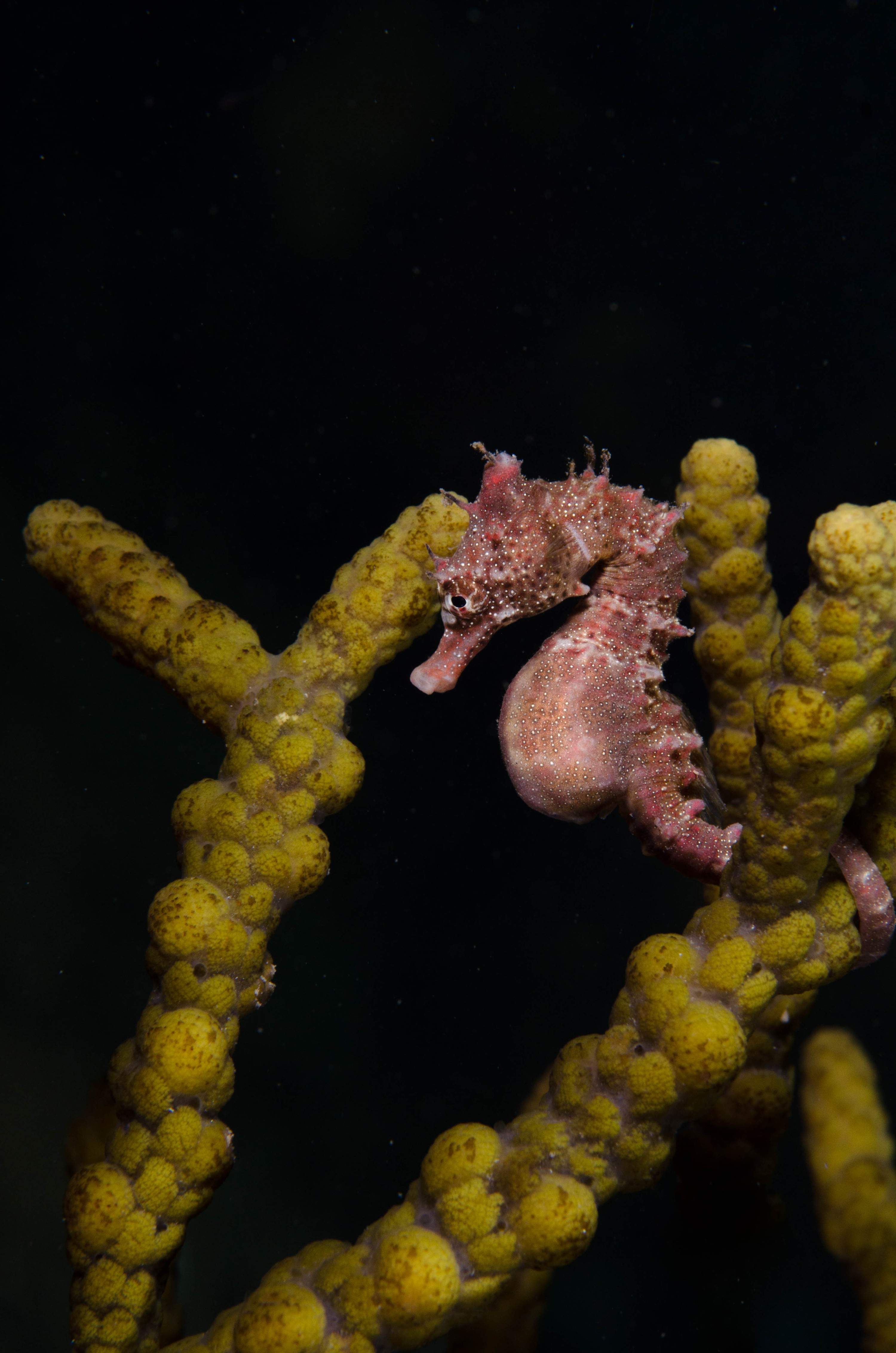 DSC_6405 – 2017, Adelaide, Edithburgh, Hippocampus breviceps, Seahorse, Shorthead, South Australia, cute, july, macro, seacology, temperate, wharf, winter