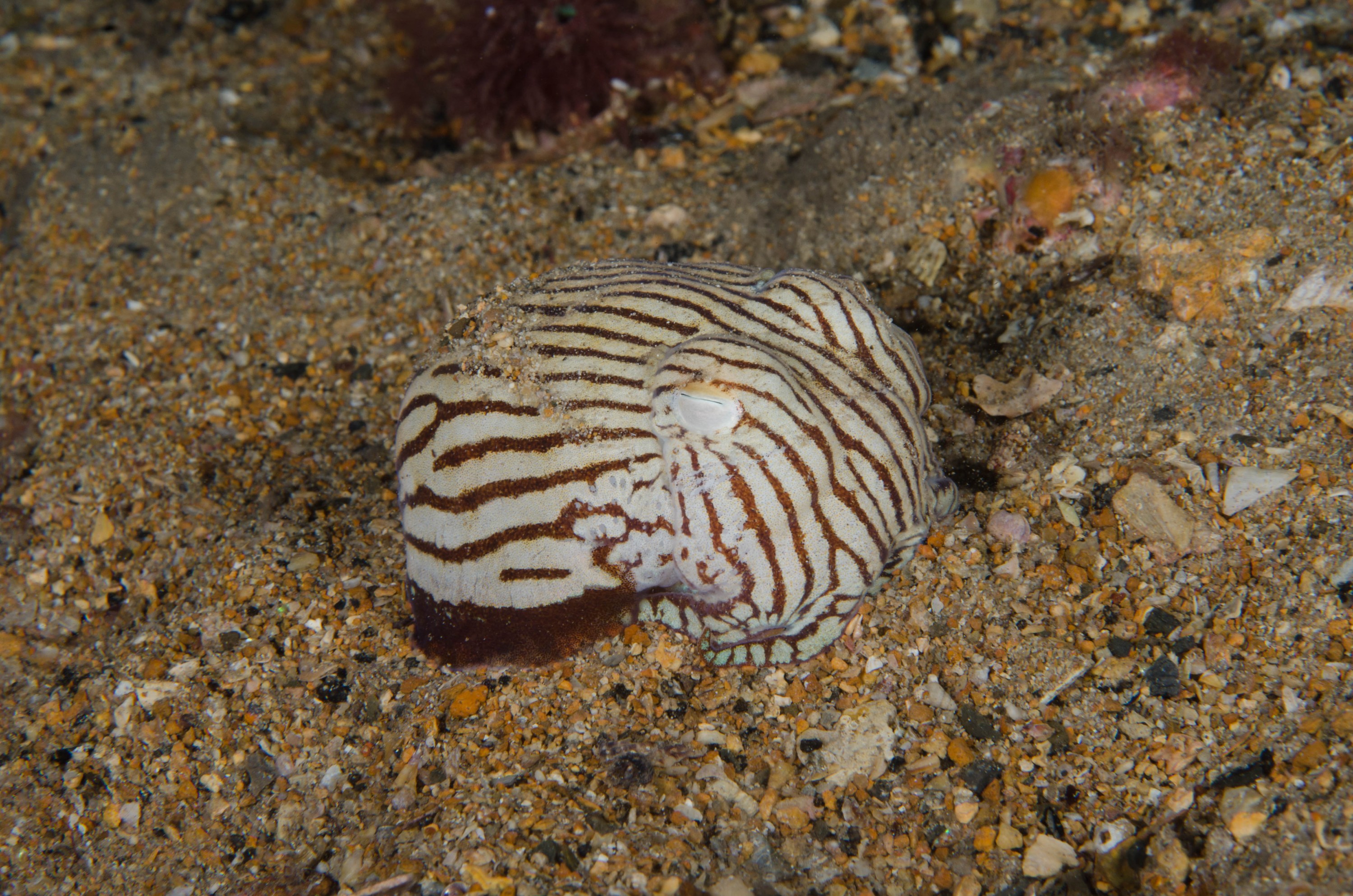 DSC_6438 – 2017, Adelaide, Edithburgh, Sepioloidea lineolata, South Australia, cuttlefish, july, macro, pyjama, seacology, squid, striped, temperate, wharf, winter