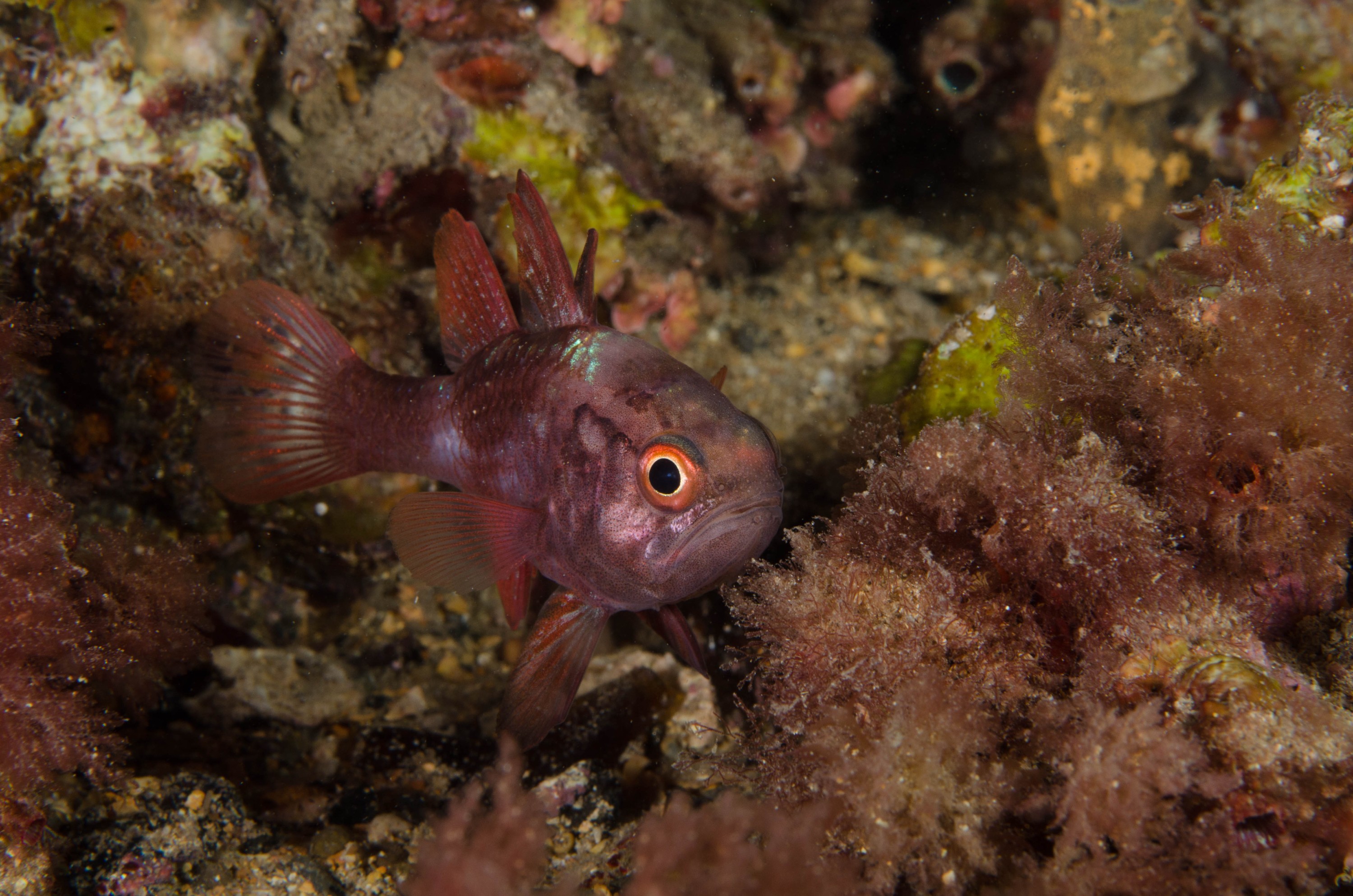 DSC_6456 – 2017, Adelaide, Edithburgh, Scarlet Cardinalfish, South Australia, Vincentia badia, cute, fish, july, macro, night dive, seacology, temperate, wharf, winter