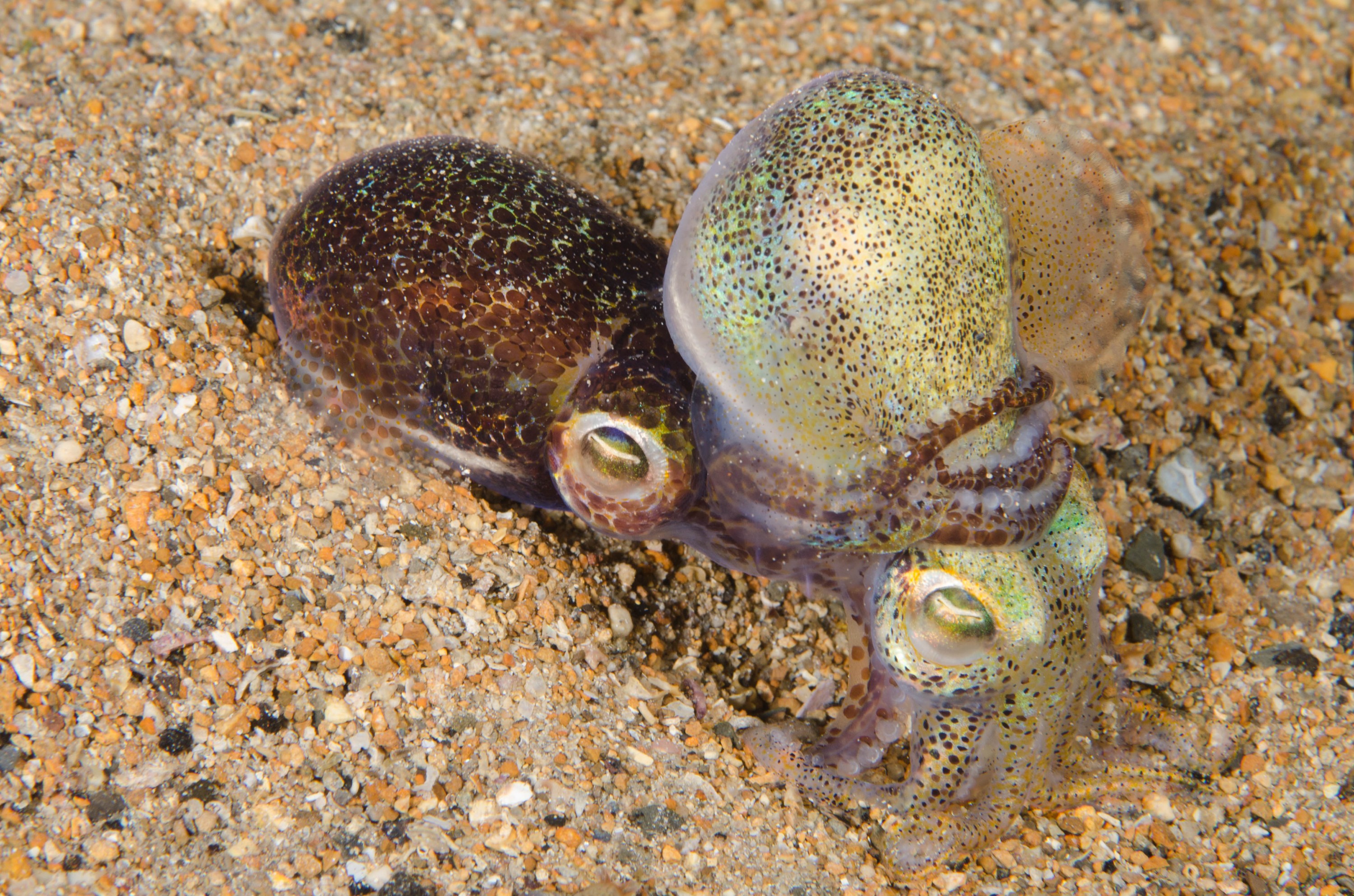 DSC_6469 – 2017, Adelaide, Edithburgh, Euprymna berryi, South Australia, bob tail, cephalopod, cute, july, macro, seacology, squid, temperate, wharf, winter