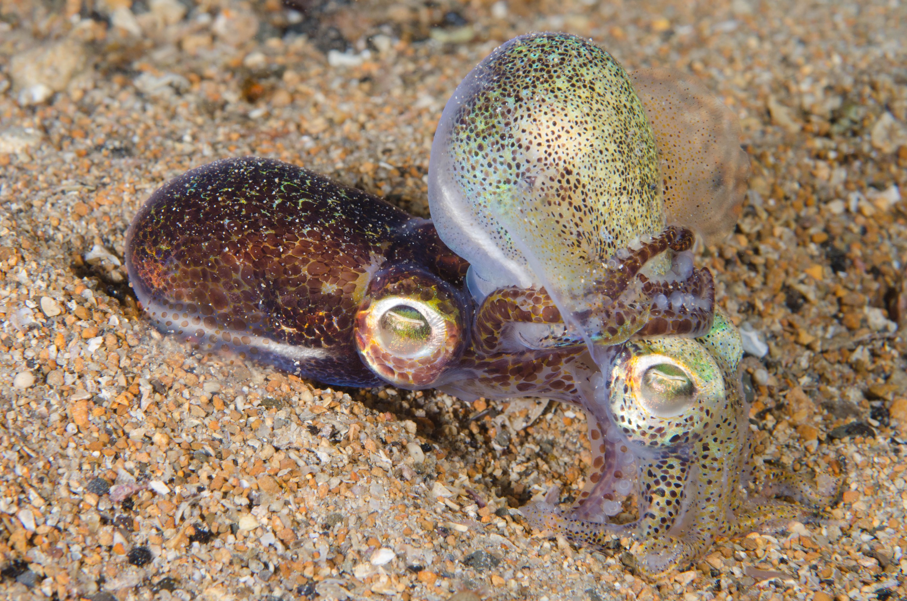 DSC_6471 – 2017, Adelaide, Edithburgh, Euprymna berryi, South Australia, bob tail, cephalopod, cute, july, macro, seacology, squid, temperate, wharf, winter