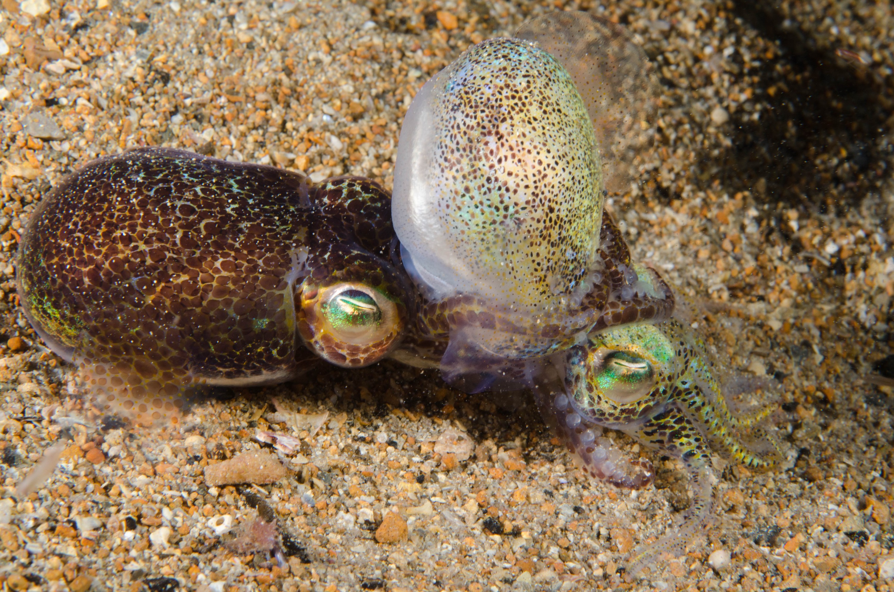 DSC_6490 – 2017, Adelaide, Edithburgh, Euprymna berryi, South Australia, bob tail, cephalopod, cute, july, macro, seacology, squid, temperate, wharf, winter