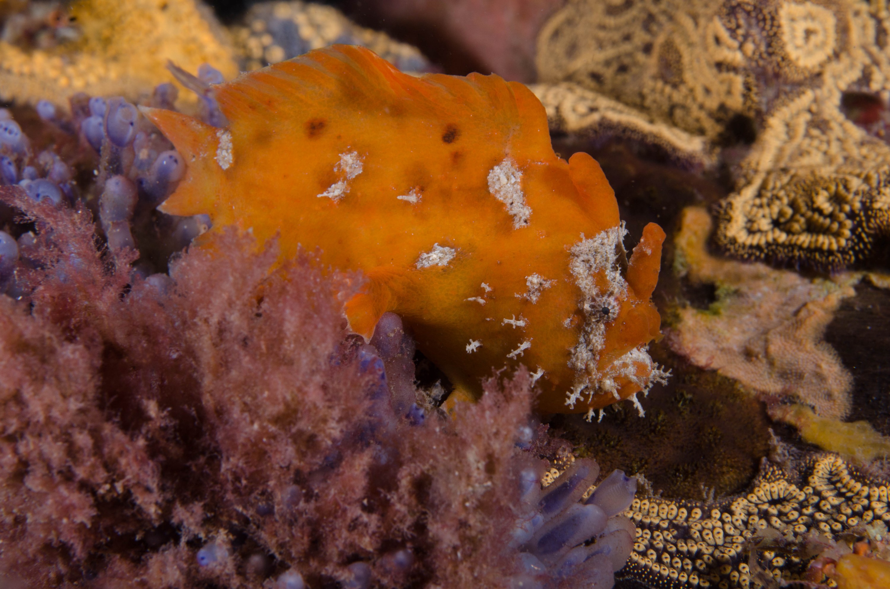 DSC_6519 – 2017, Adelaide, Antennarius pictus, Edithburgh, Painted Anglerfish, South Australia, frogfish, july, macro, seacology, temperate, wharf, winter