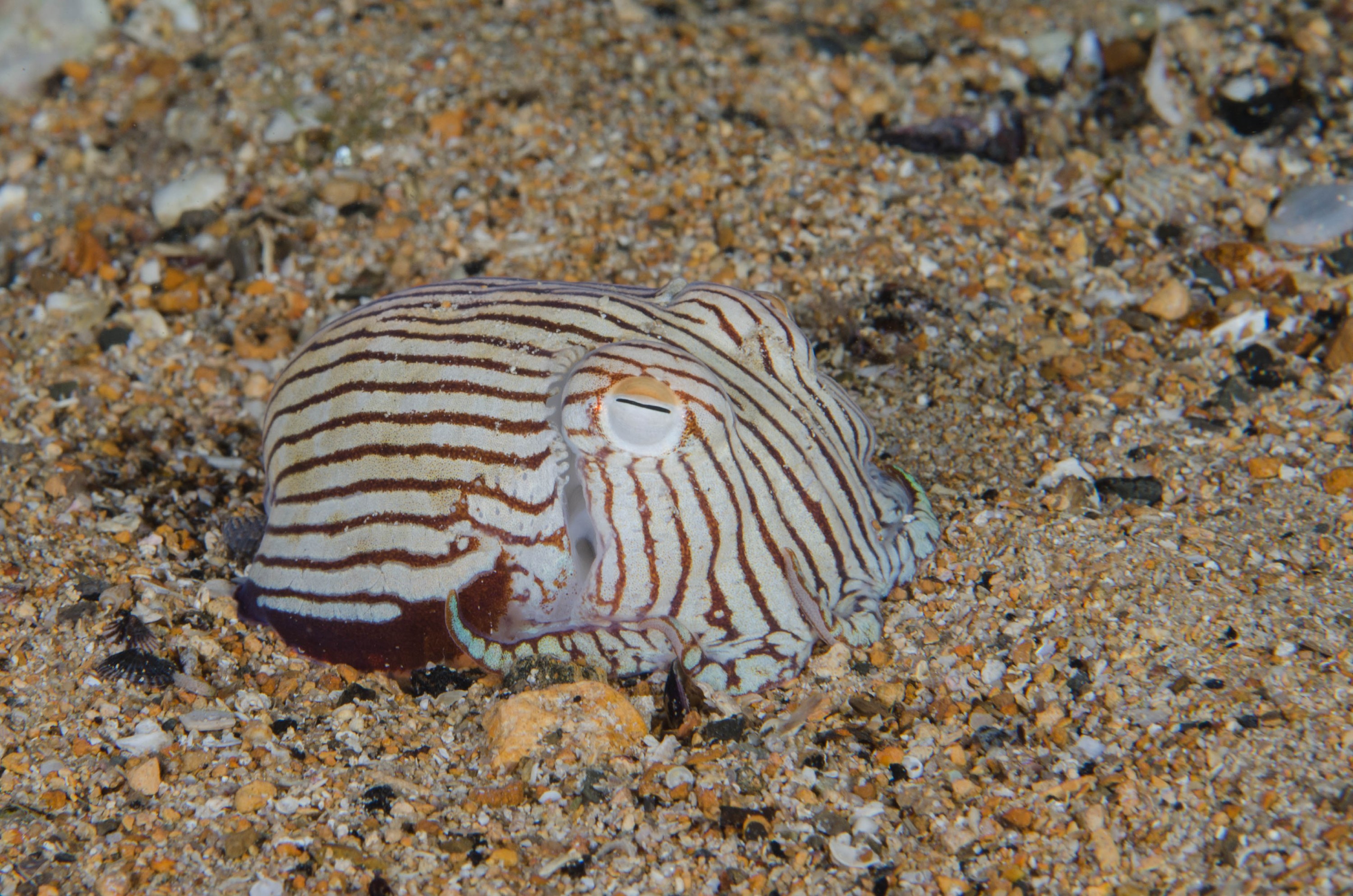 DSC_6531 – 2017, Adelaide, Edithburgh, Sepioloidea lineolata, South Australia, cuttlefish, july, macro, pyjama, seacology, squid, striped, temperate, wharf, winter