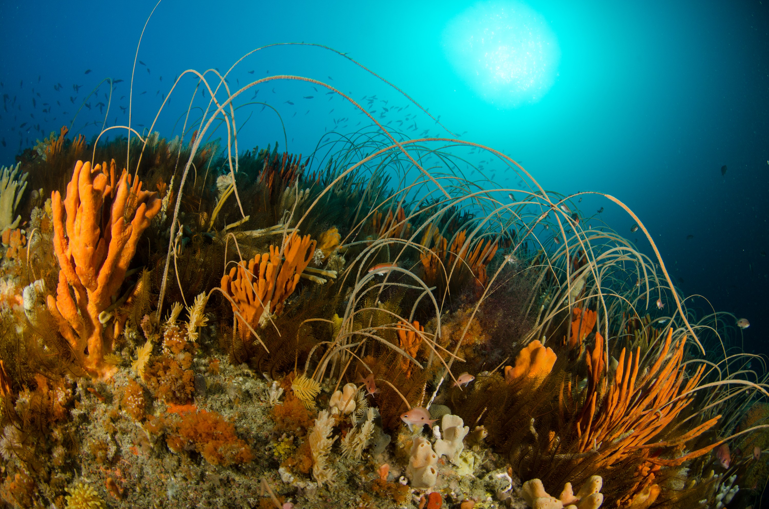 DSC_6953 – Deep, Reef, Tasmania, Bicheno, image, australia