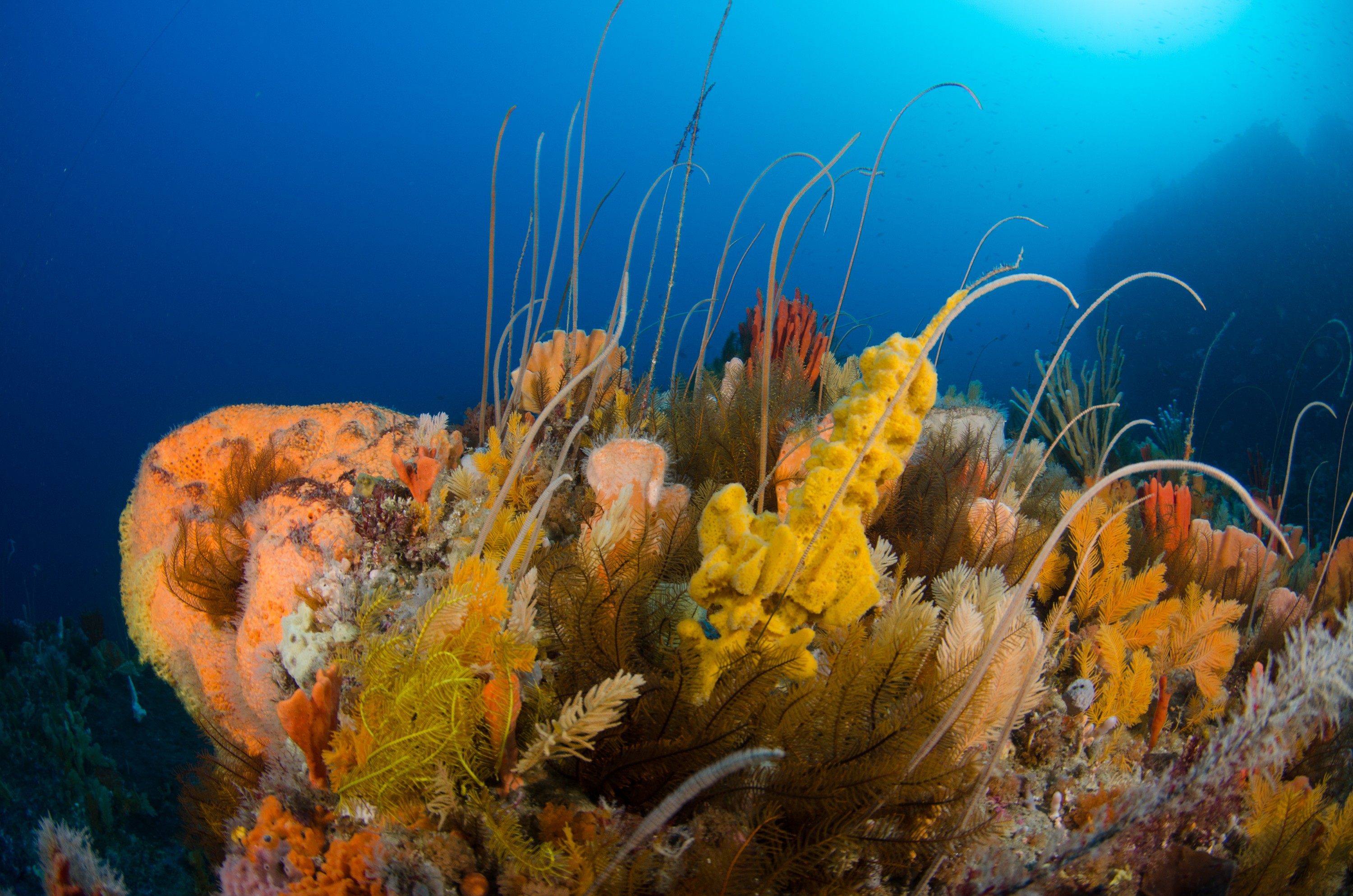 DSC_7029 – Deep, Reef, Tasmania, Bicheno, image, australia