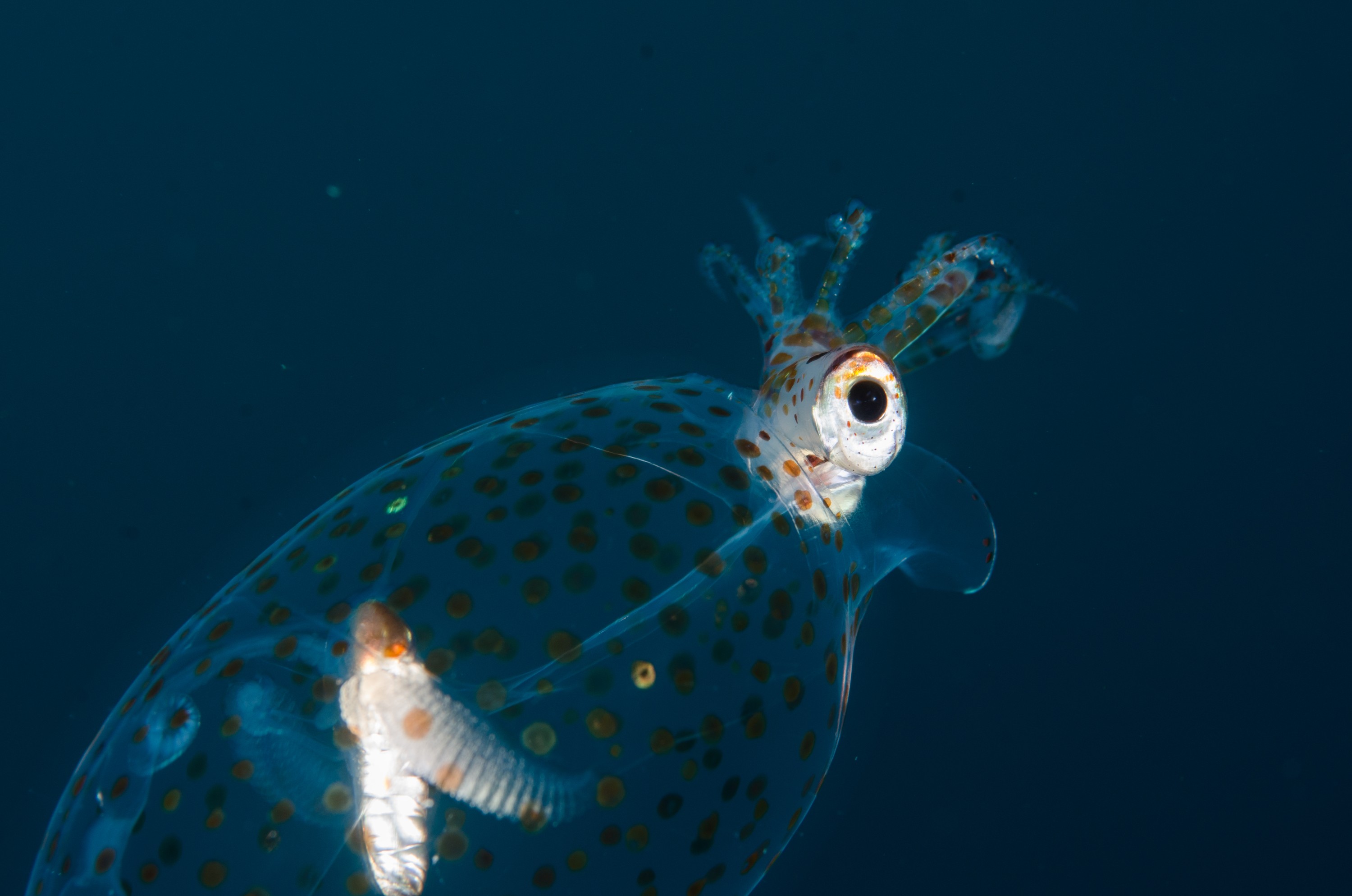 DSC_0601 – new, zealand, new zealand, nz, crispin, Glass, Squid, Cranchiidae, cockatoo, cranchiid, cranch squid,  bathyscaphoid, rare, pelagic, poor, knights, marine, reserve