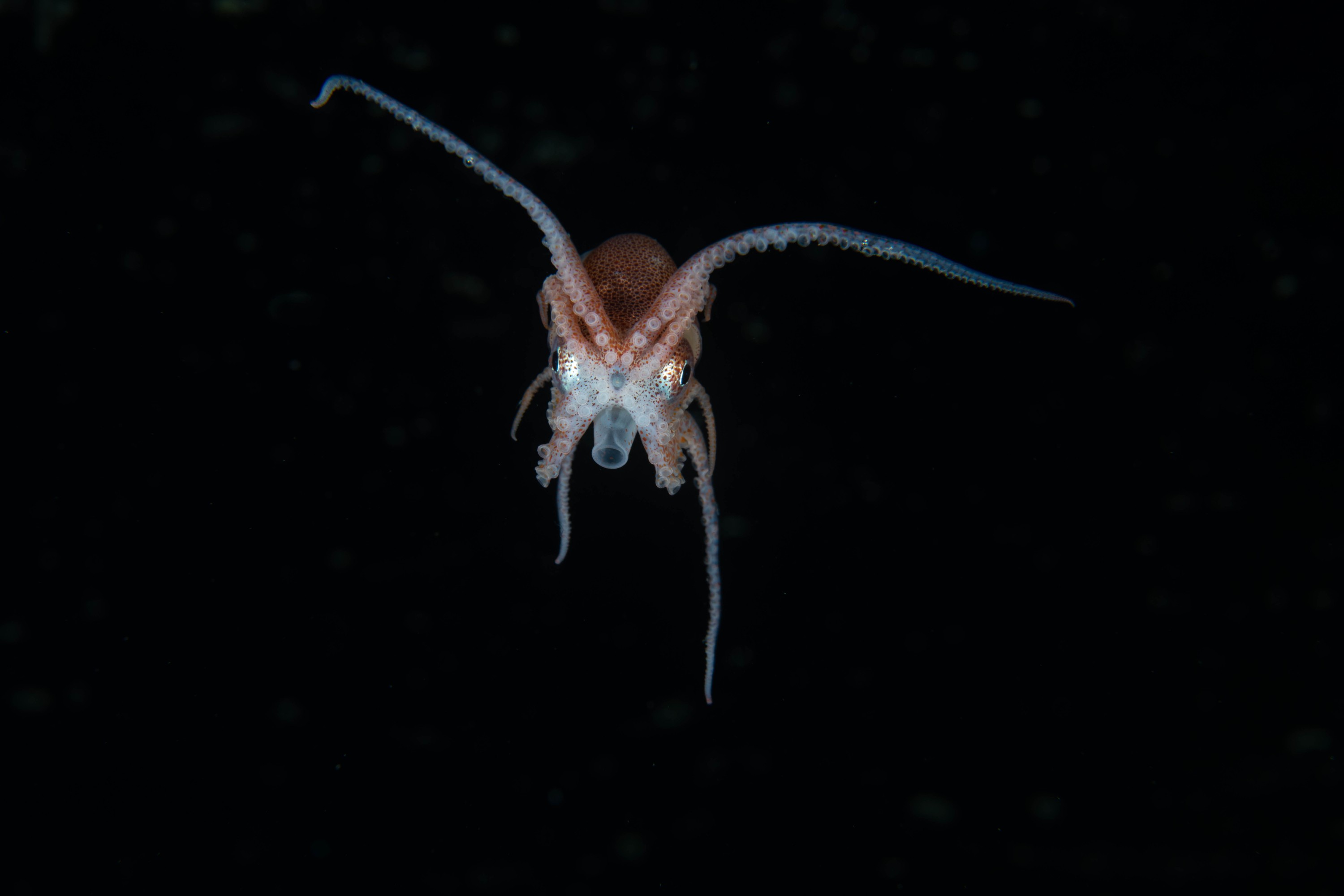 DSC_4298 – Football, Octopus, Ocythoe, tuberculata, Poor, Knights, Islands, ceph, cephalopod, rare, nz, blackwater, pelagic, salp
