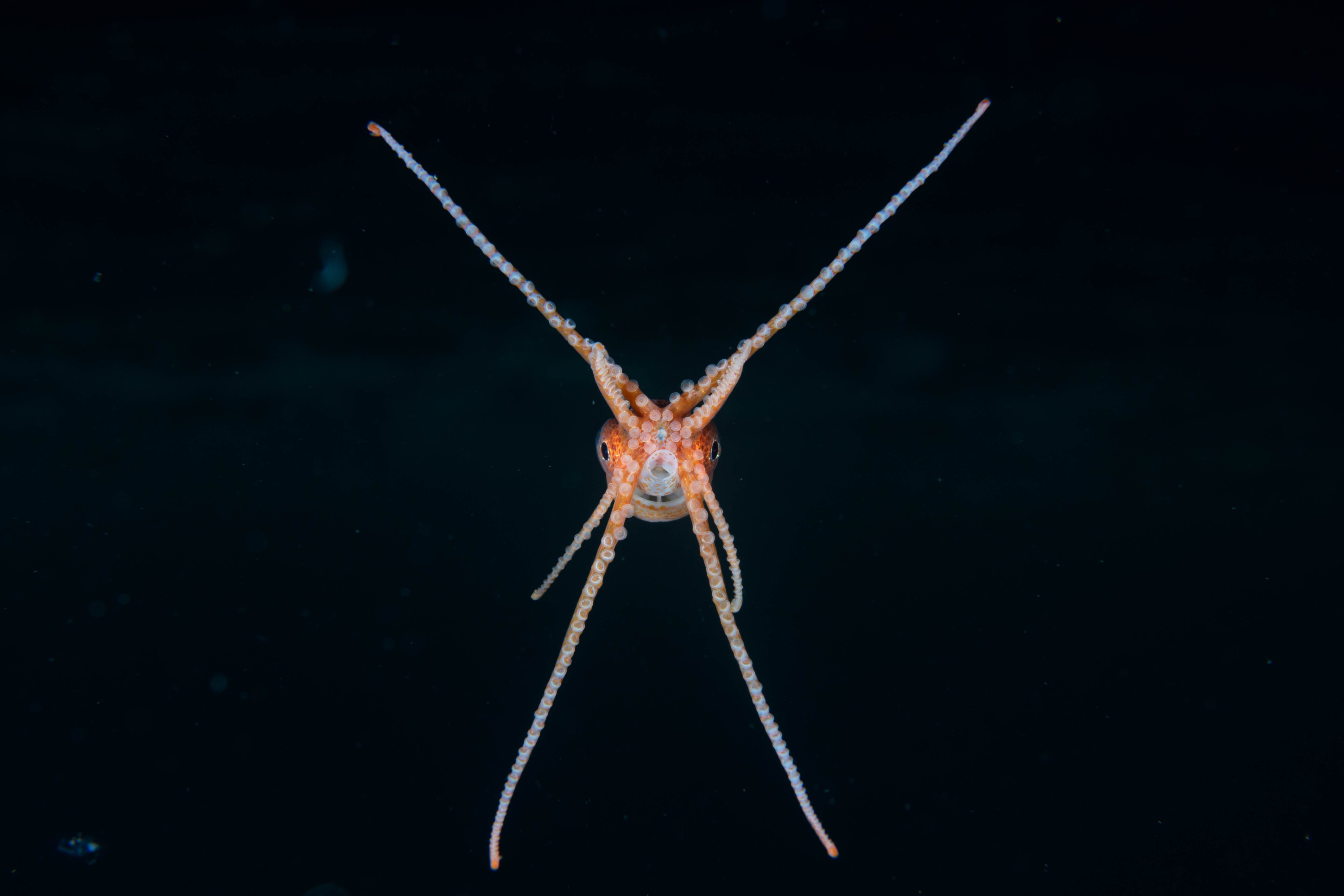DSC_4464 – Football, Octopus, Ocythoe, tuberculata, Poor, Knights, Islands, ceph, cephalopod, rare, nz, blackwater, pelagic, salp