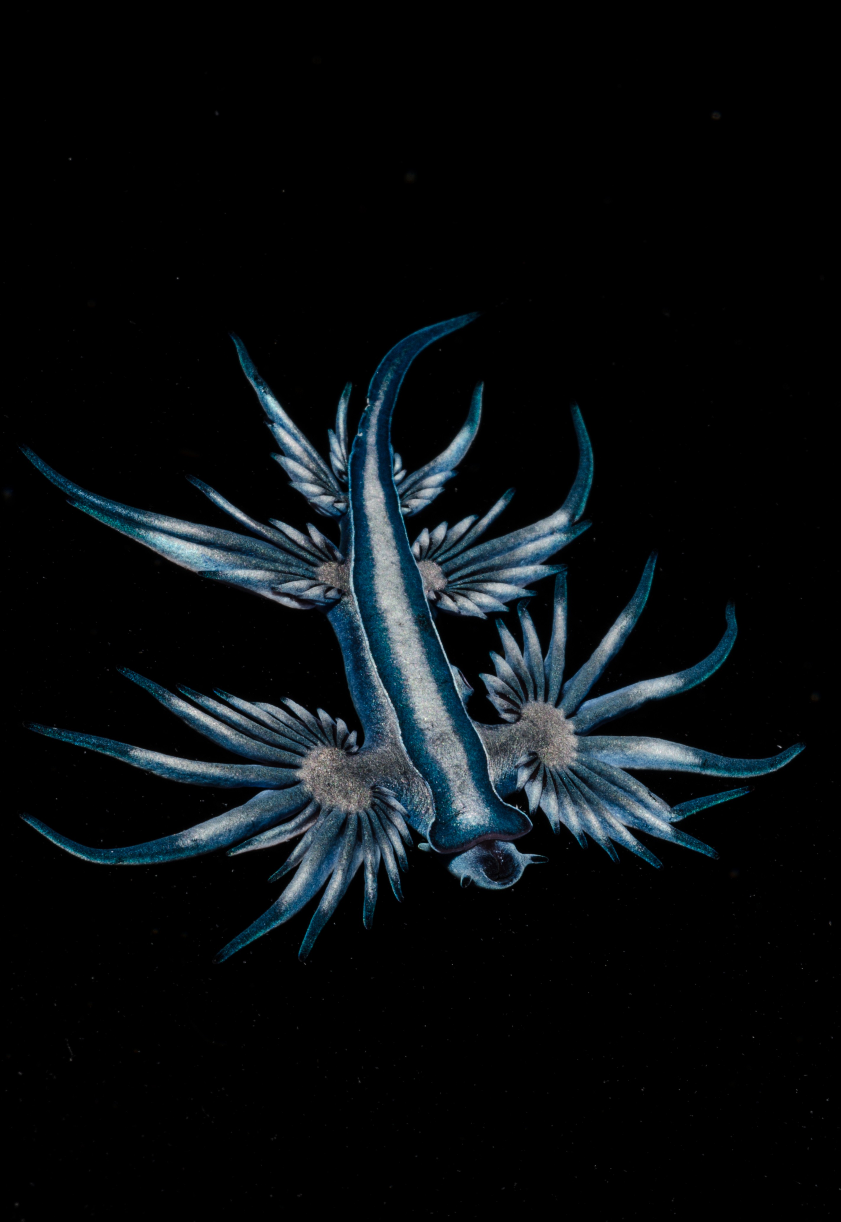 DSC_7082 – Underwater, Glaucus, atlanticus, Northland, nudibranch, blue, pokemon, pelagic, swallow, seaslug, sea slug, slug, sea, Crispin, marine, new zealand, zealand, new, nz,