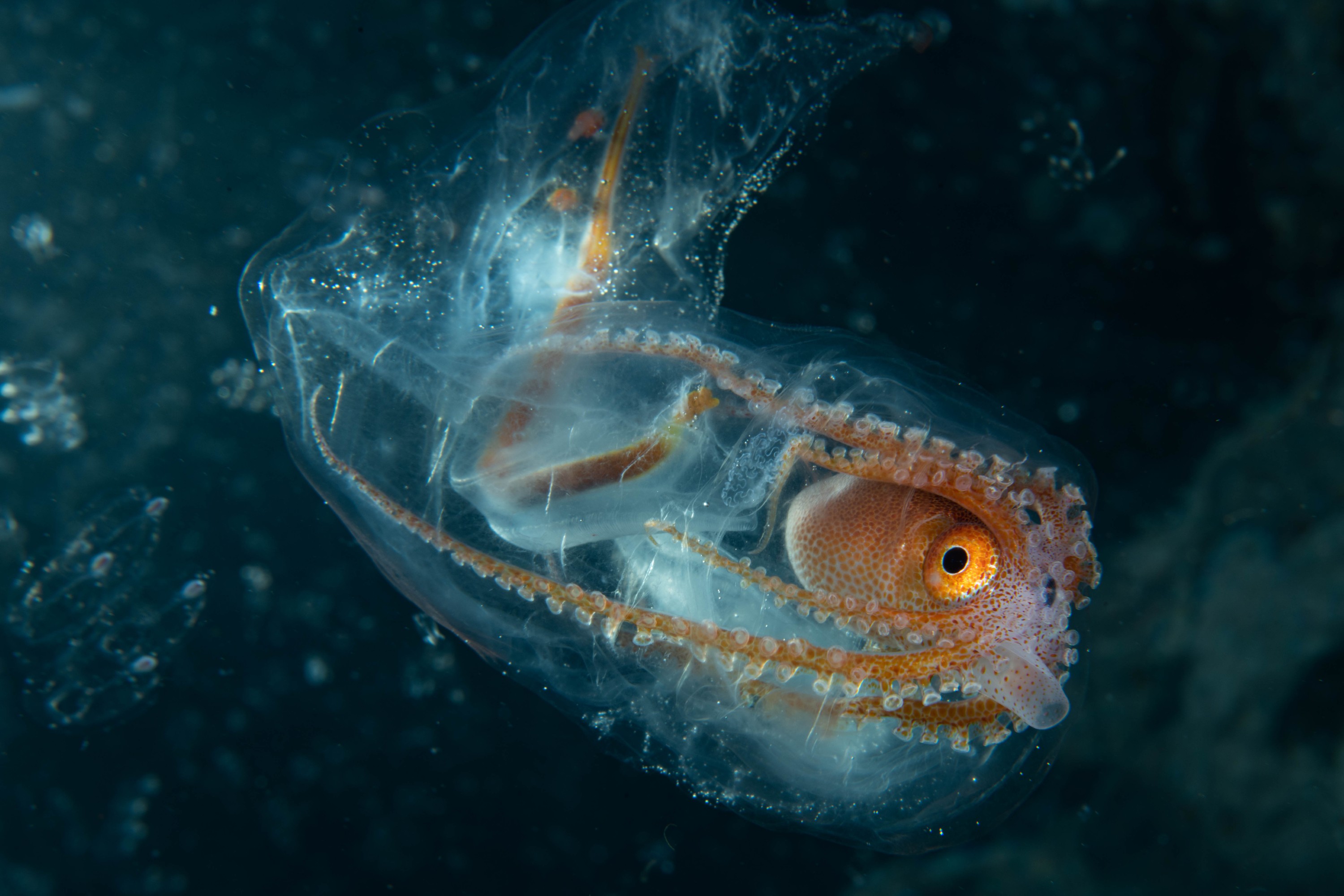 DSC_7115 – Football, Octopus, Ocythoe, tuberculata, Poor, Knights, Islands, ceph, cephalopod, rare, nz, blackwater, pelagic, salp