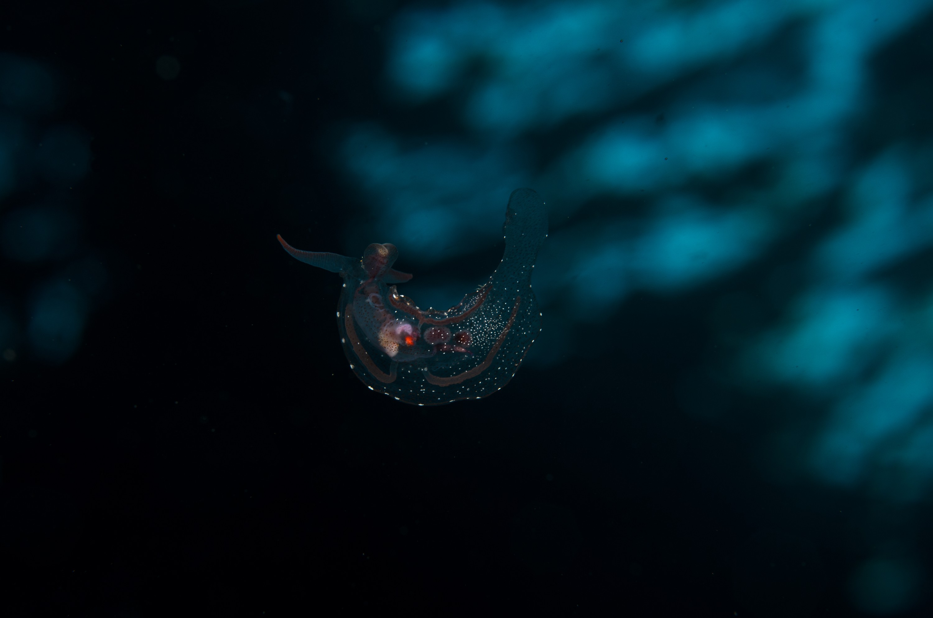DSC_7928 – Crispin, PKI010916, clear, guts, knights, marine, new, nudibranch, nz, pelagic, poor, reserve, swimming, translucent, transparent, underwater, www.seacologynz.com, zealand