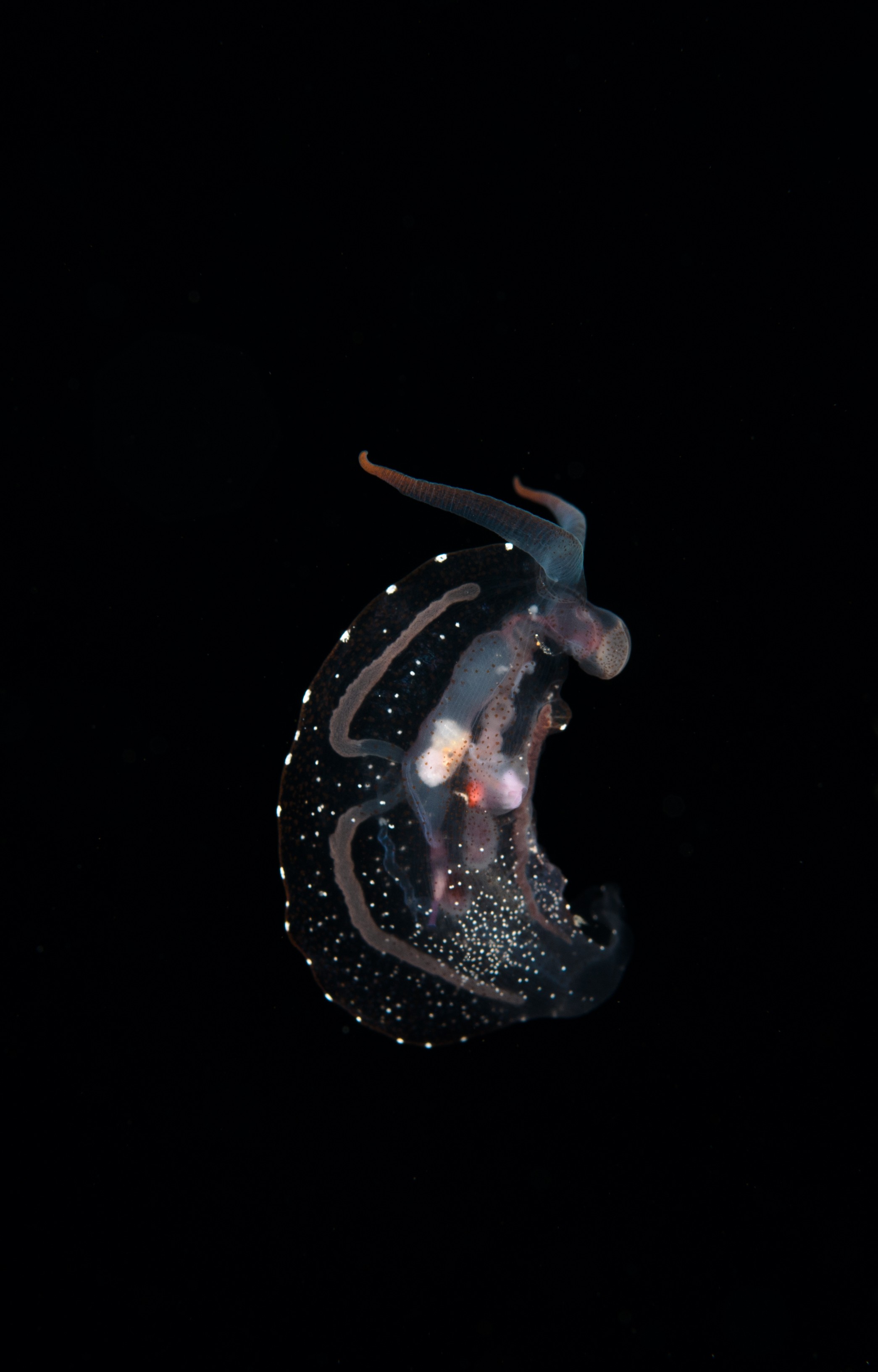 DSC_7968 – Crispin, PKI010916, clear, guts, knights, marine, new, nudibranch, nz, pelagic, poor, reserve, swimming, translucent, transparent, underwater, www.seacologynz.com, zealand
